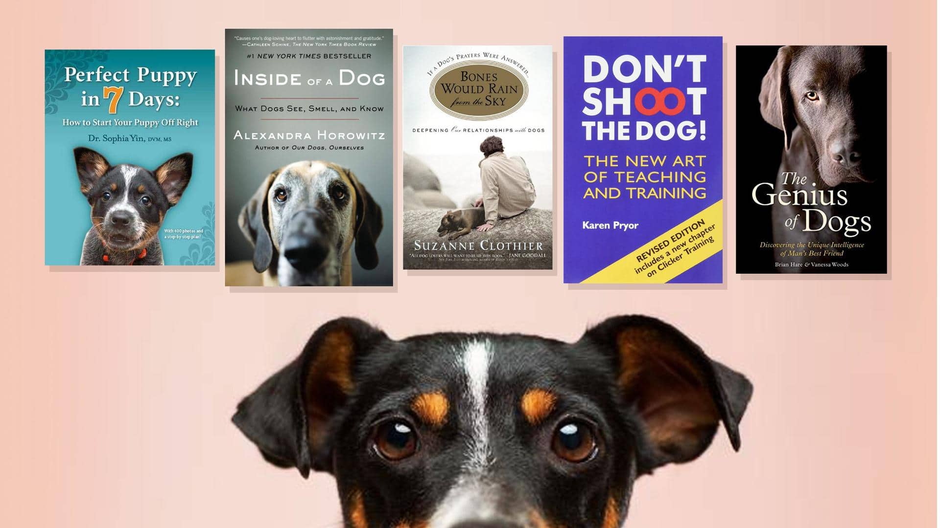 5 essential reads before you adopt a dog