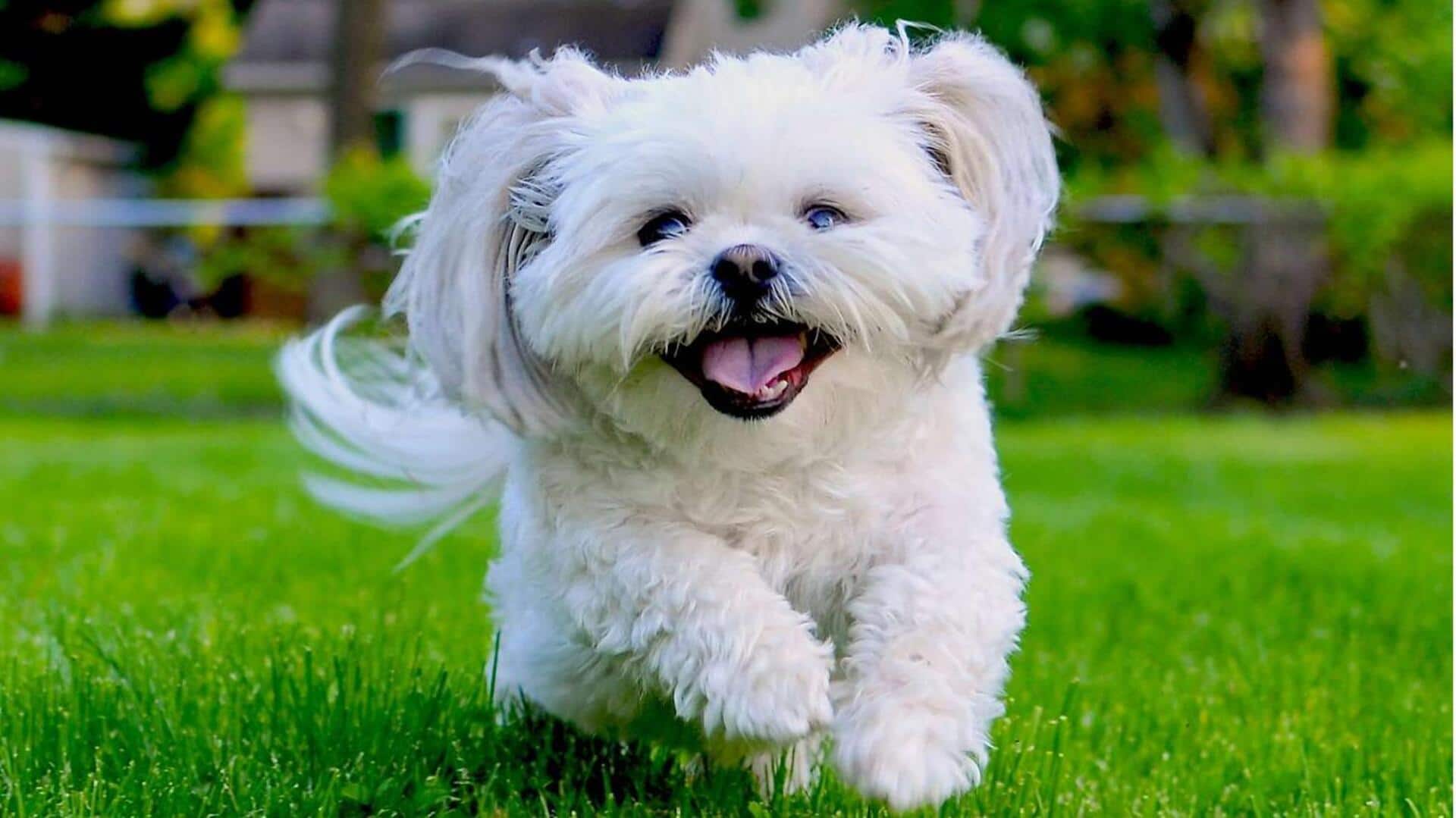 Tips to take care of your Shih Tzu dog's coat