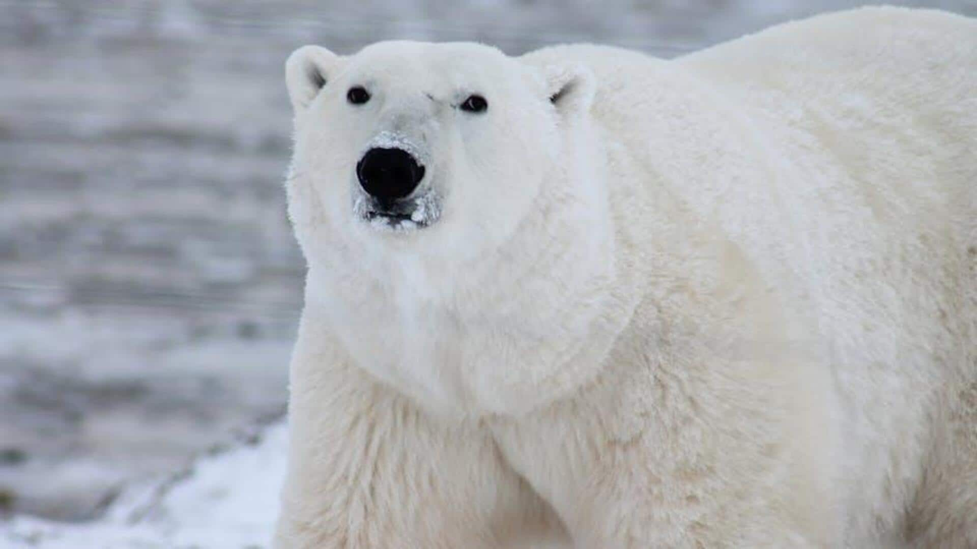 Polar bear safaris: Arctic wildlife encounters