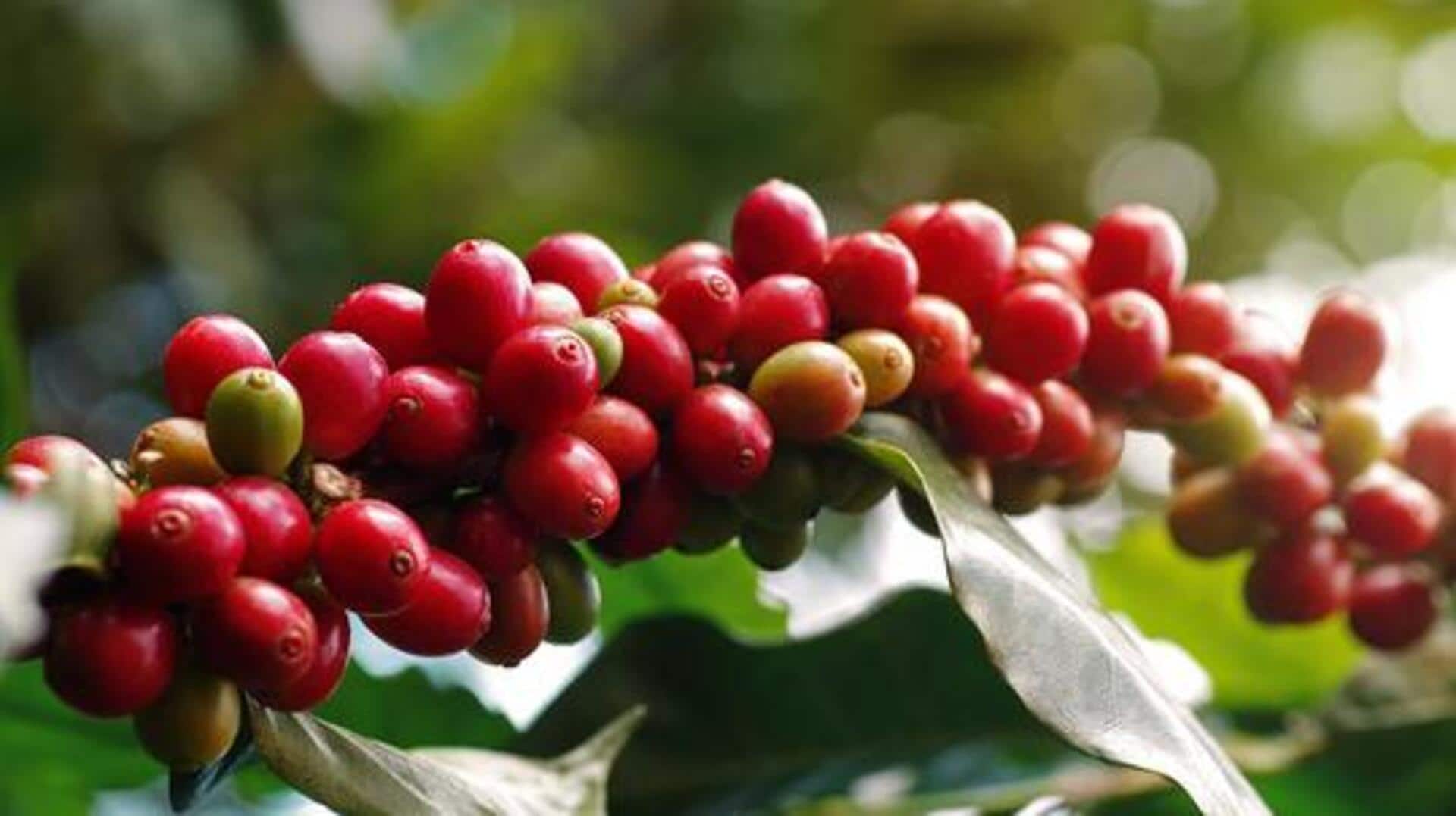 How to grow coffee plants at home