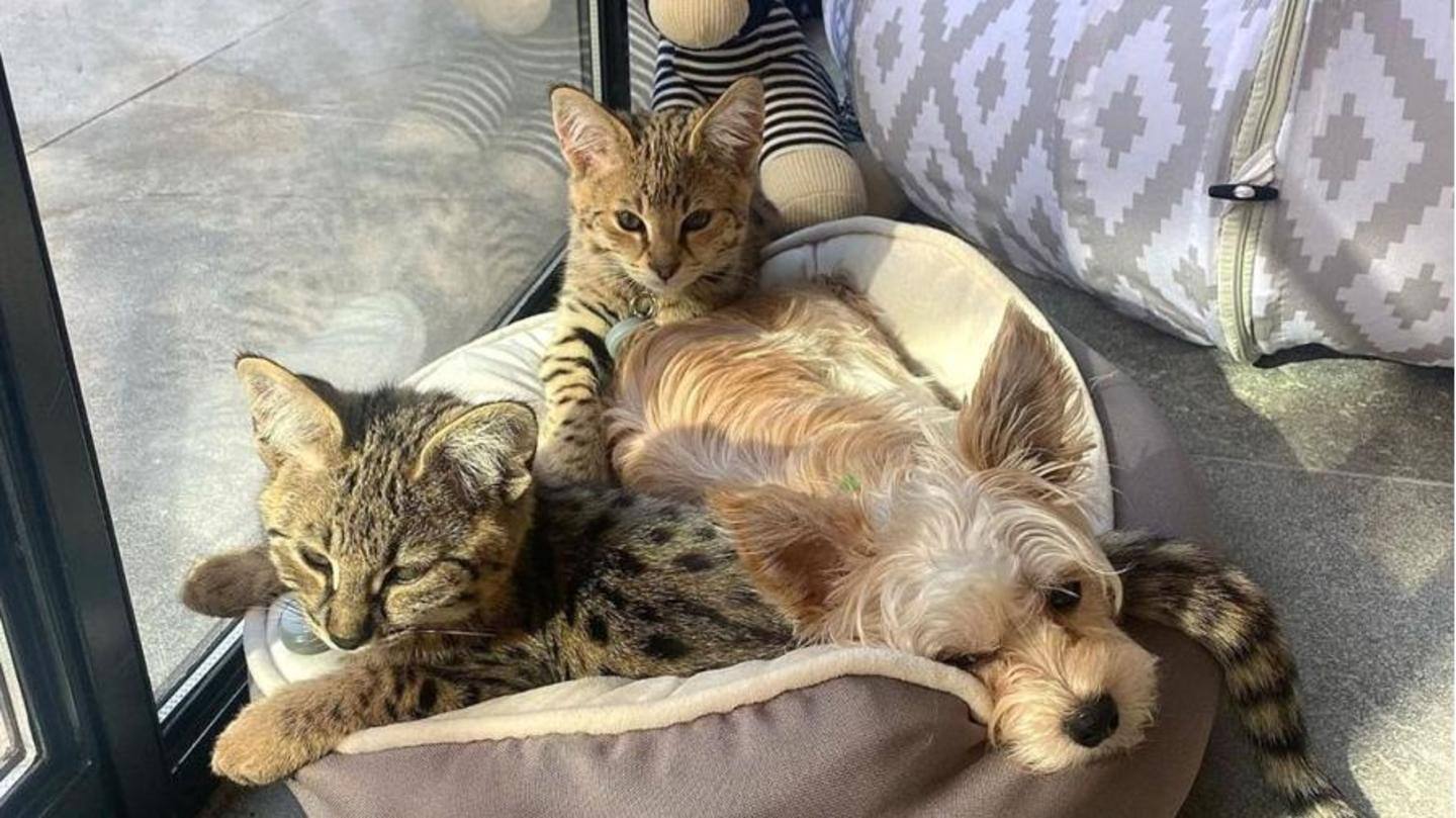 A pair of Savannah breed cats that cost him $35,000 A pair of Savannah breed cats that cost him $35,000