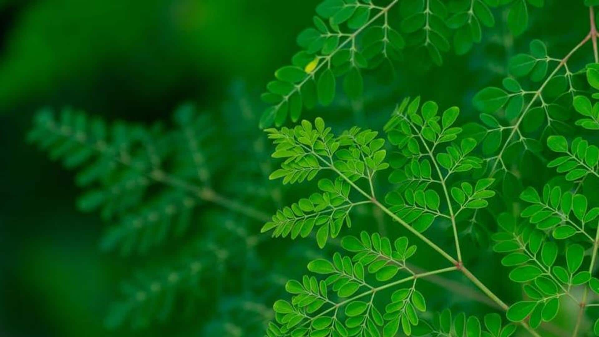 Energize your morning with moringa