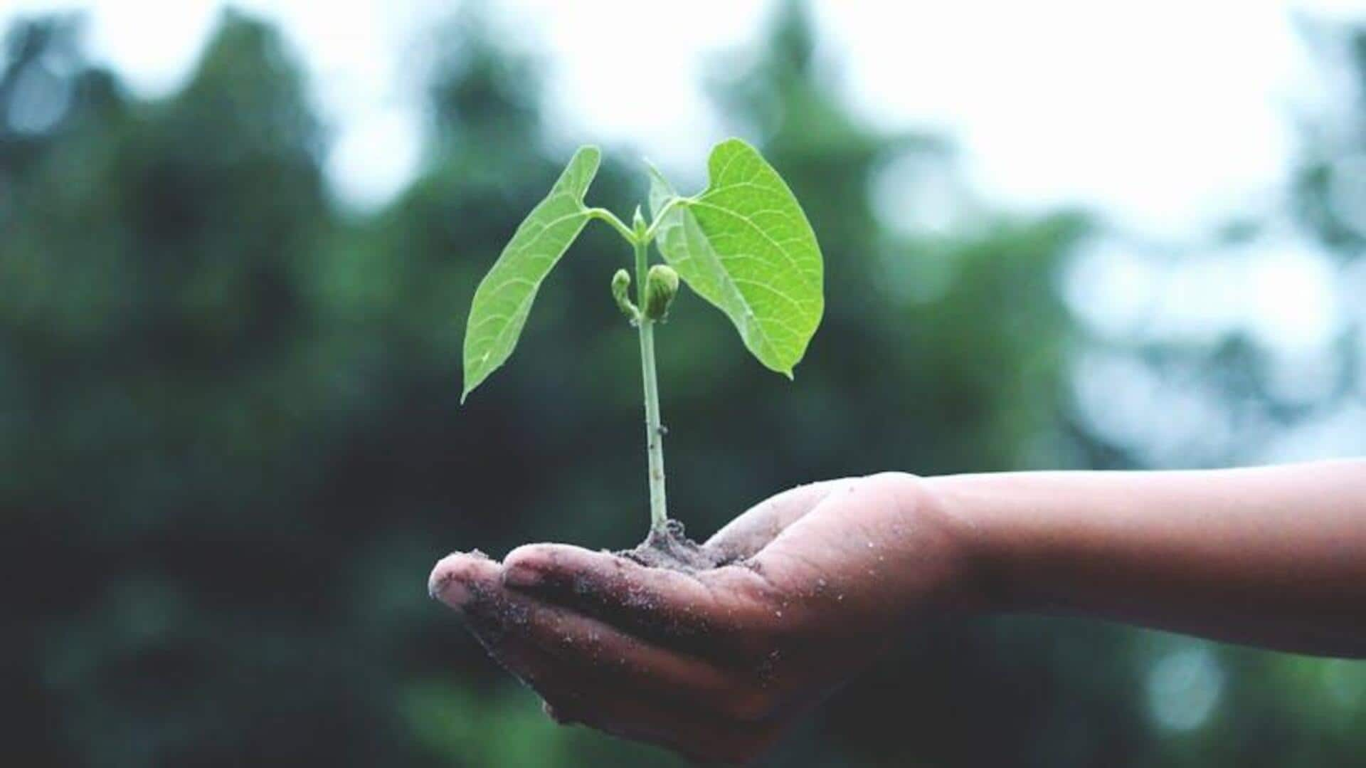 Budget-conscious native tree planting in Africa