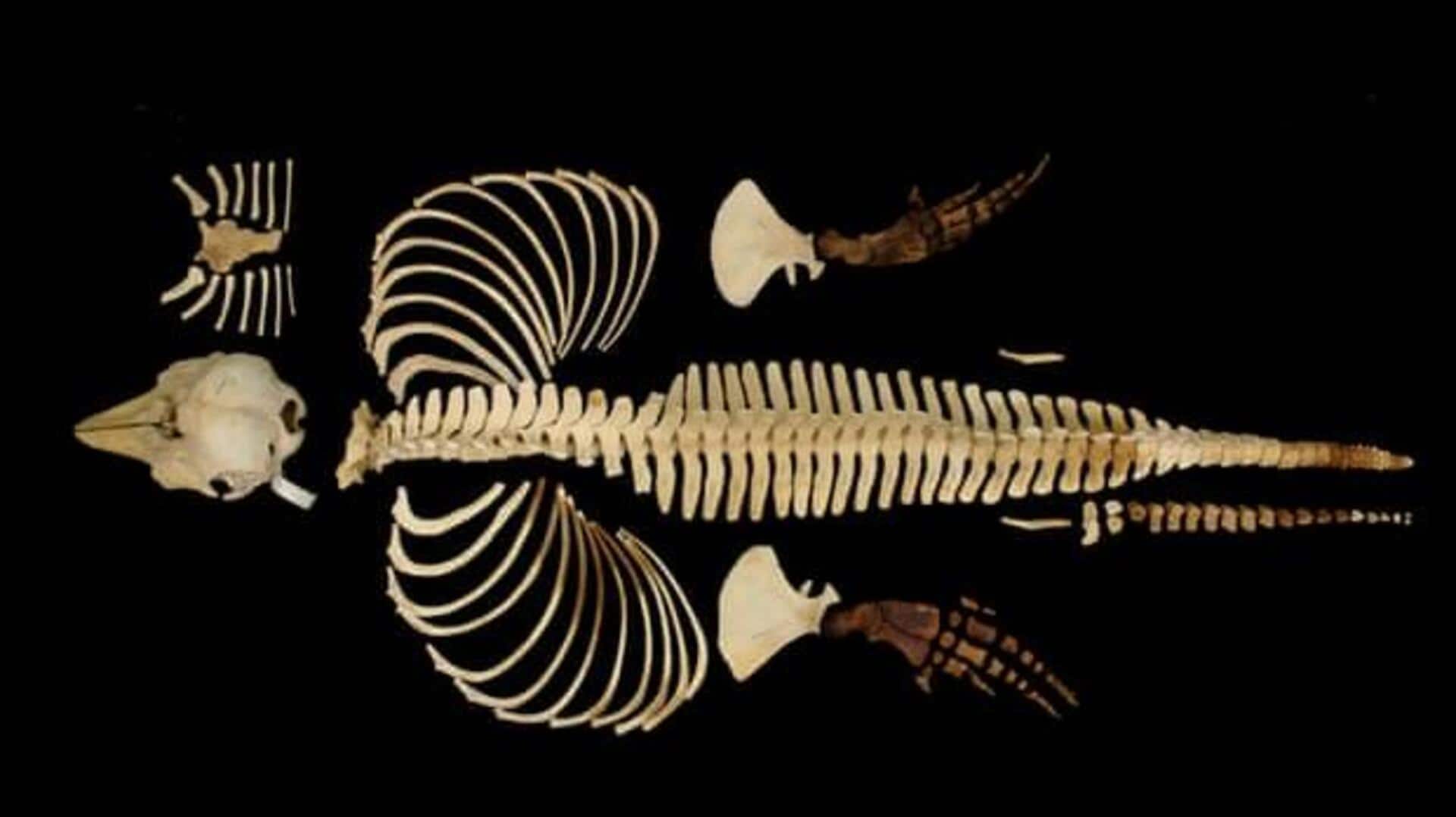 Skeleton of world's rarest marine mammal preserved digitally