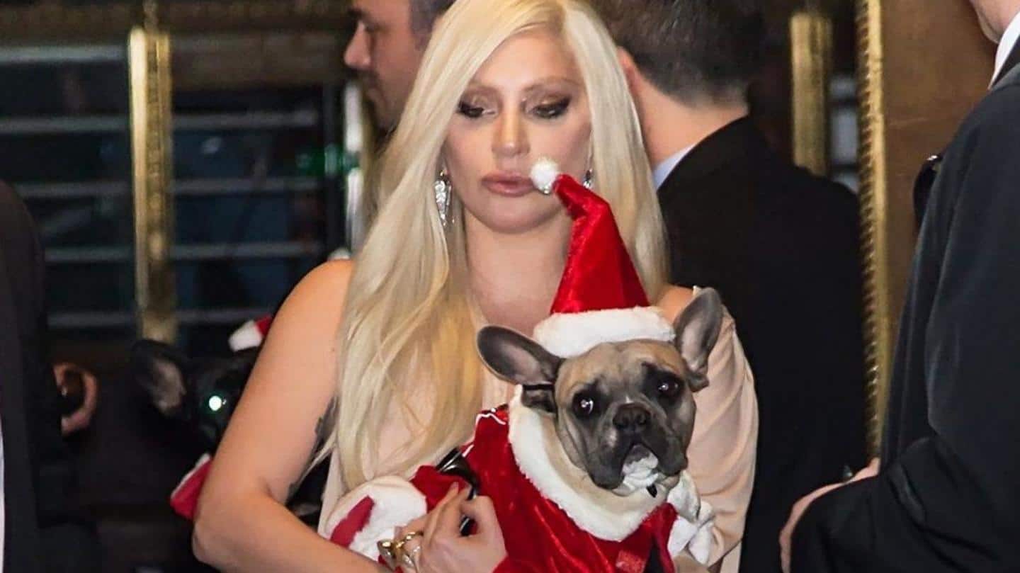Woman who returned the dogs turns out to be accomplice! Woman who returned the dogs turns out to be accomplice!