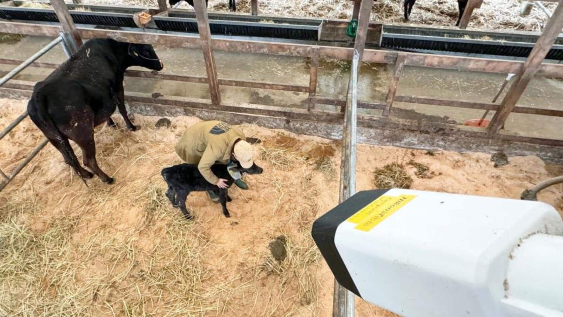 This AI system informs which cows will give birth soon