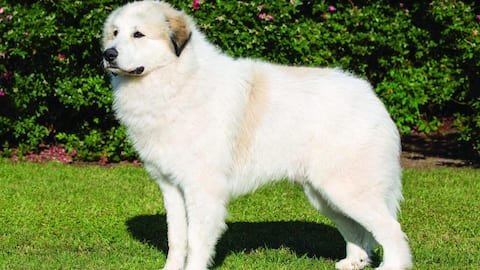 Strategies for Great Pyrenees dog's matting prevention