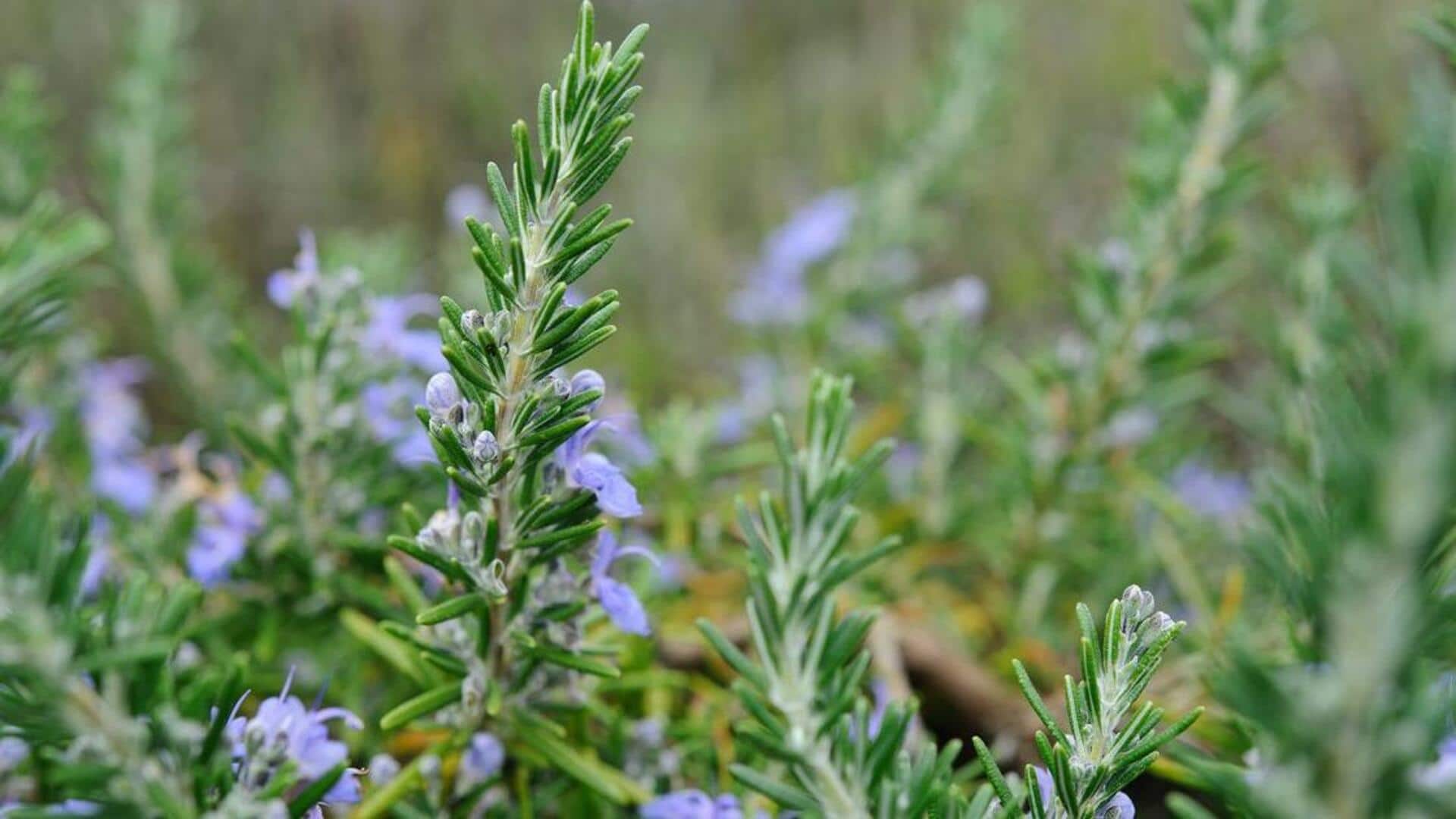 How to grow rosemary at home How to grow rosemary at home
