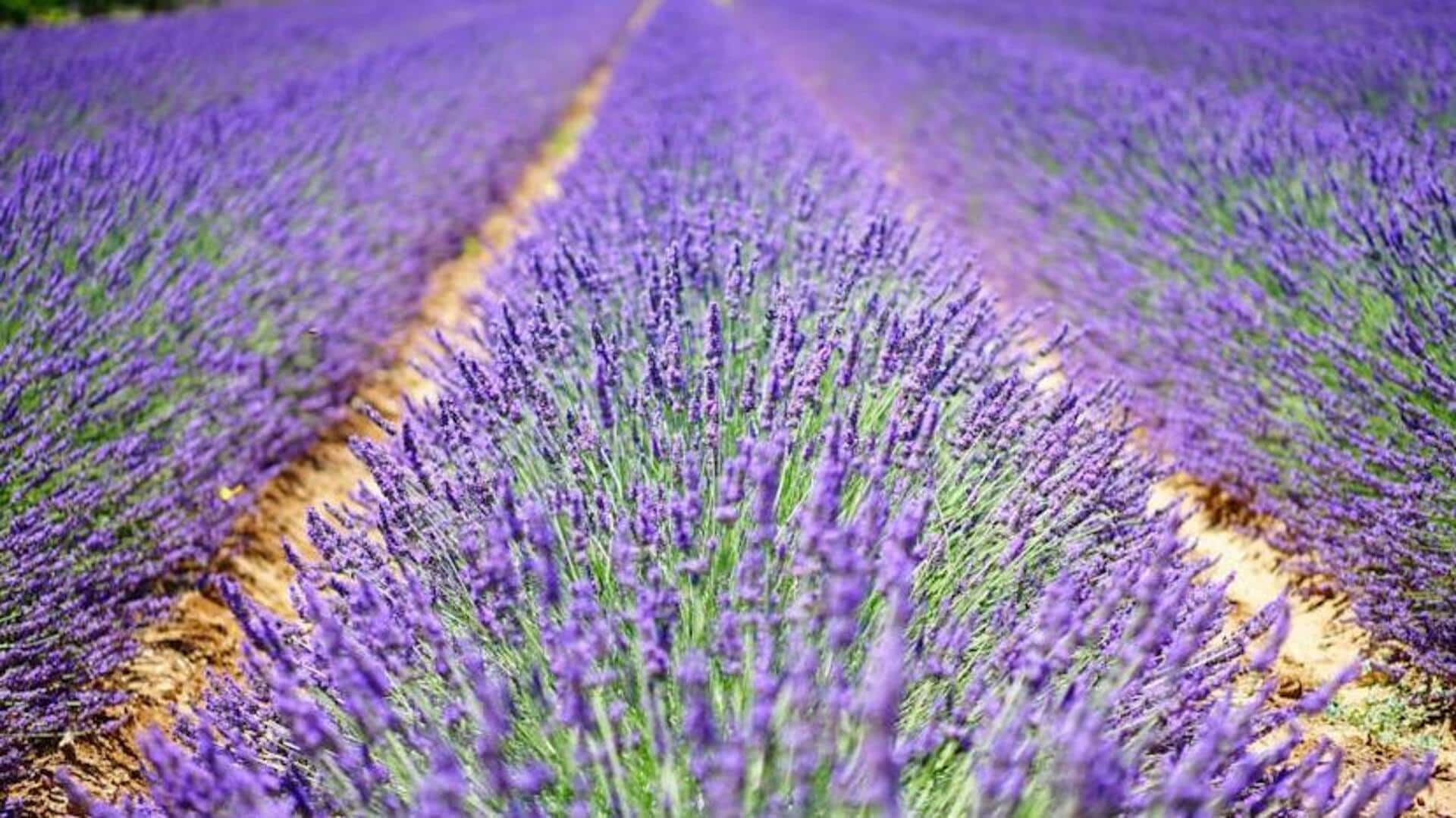 Pedal through Provence: France's lavender paradise