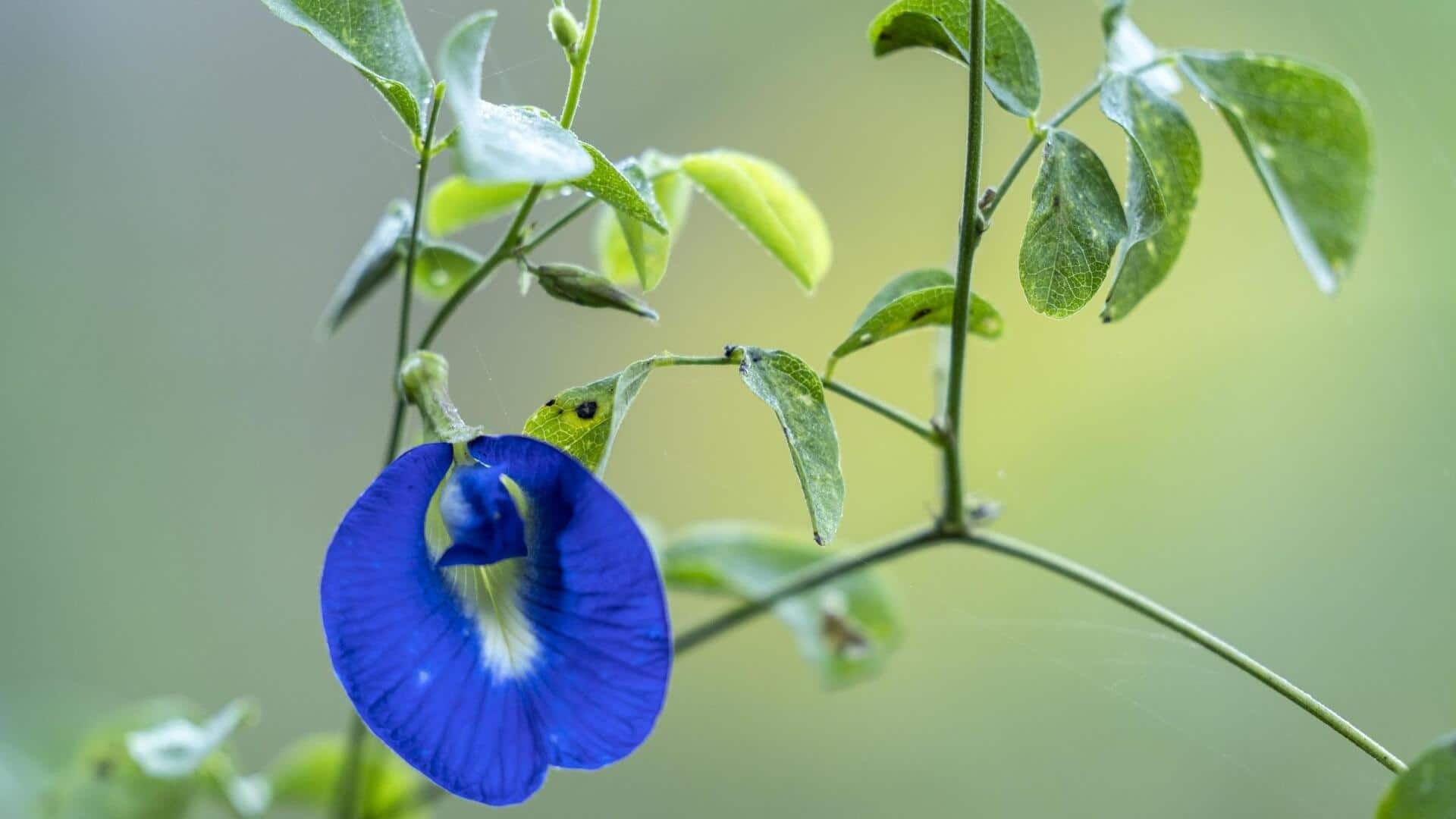 How to grow butterfly pea flower at home How to grow butterfly pea flower at home