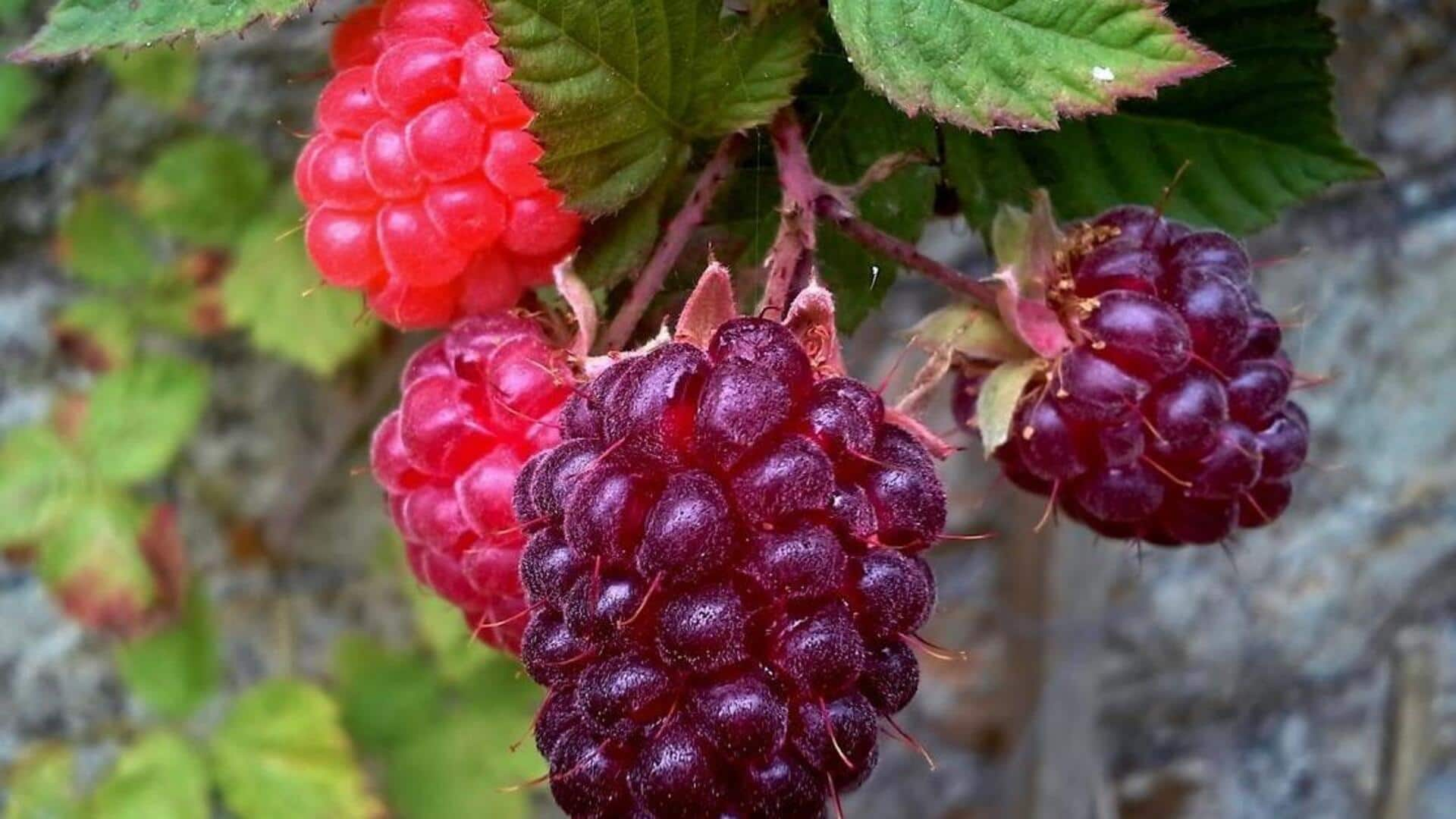 How to grow luscious loganberries in outdoor planters