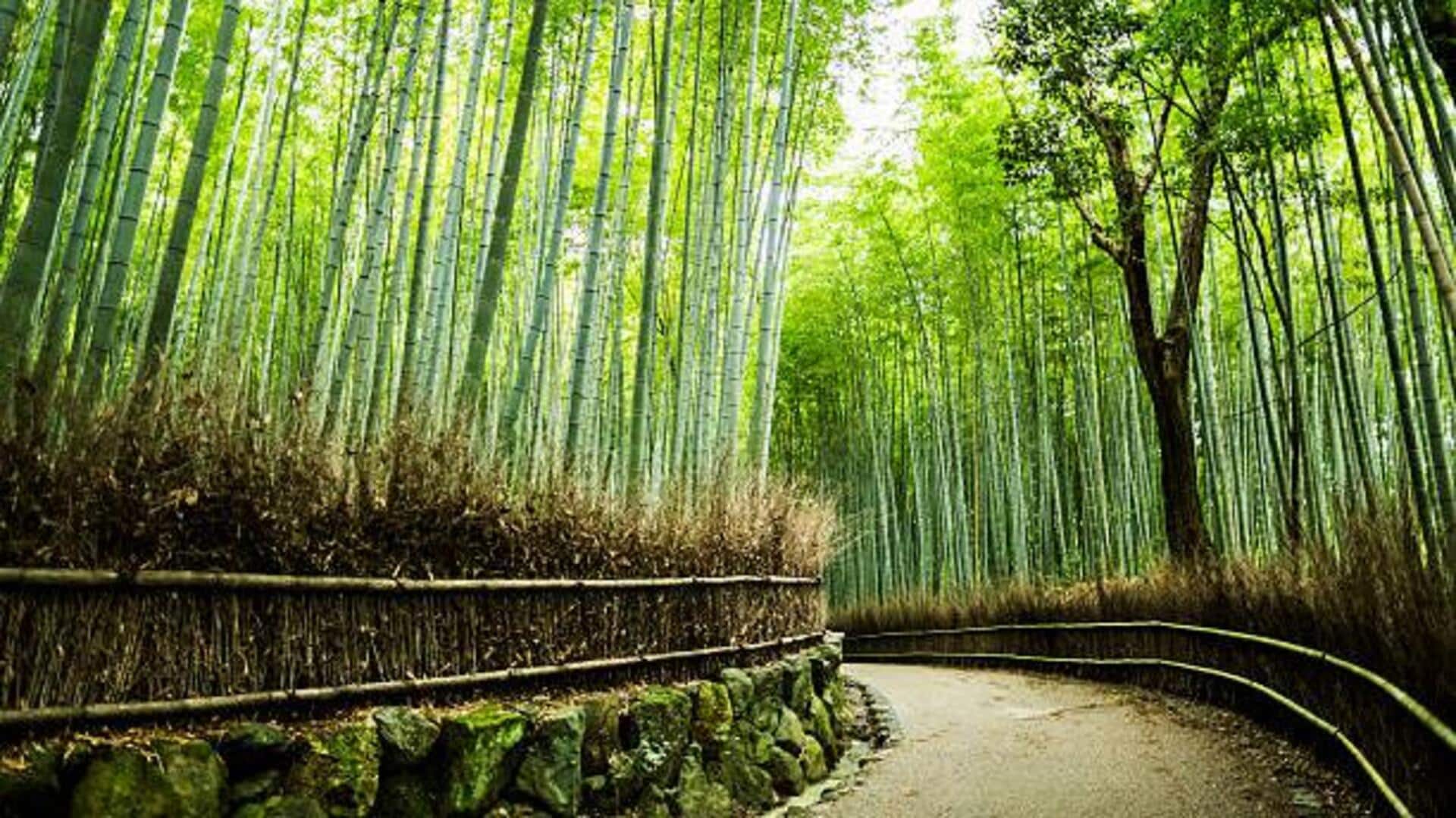 You must visit these bamboo groves in Japan You must visit these bamboo groves in Japan