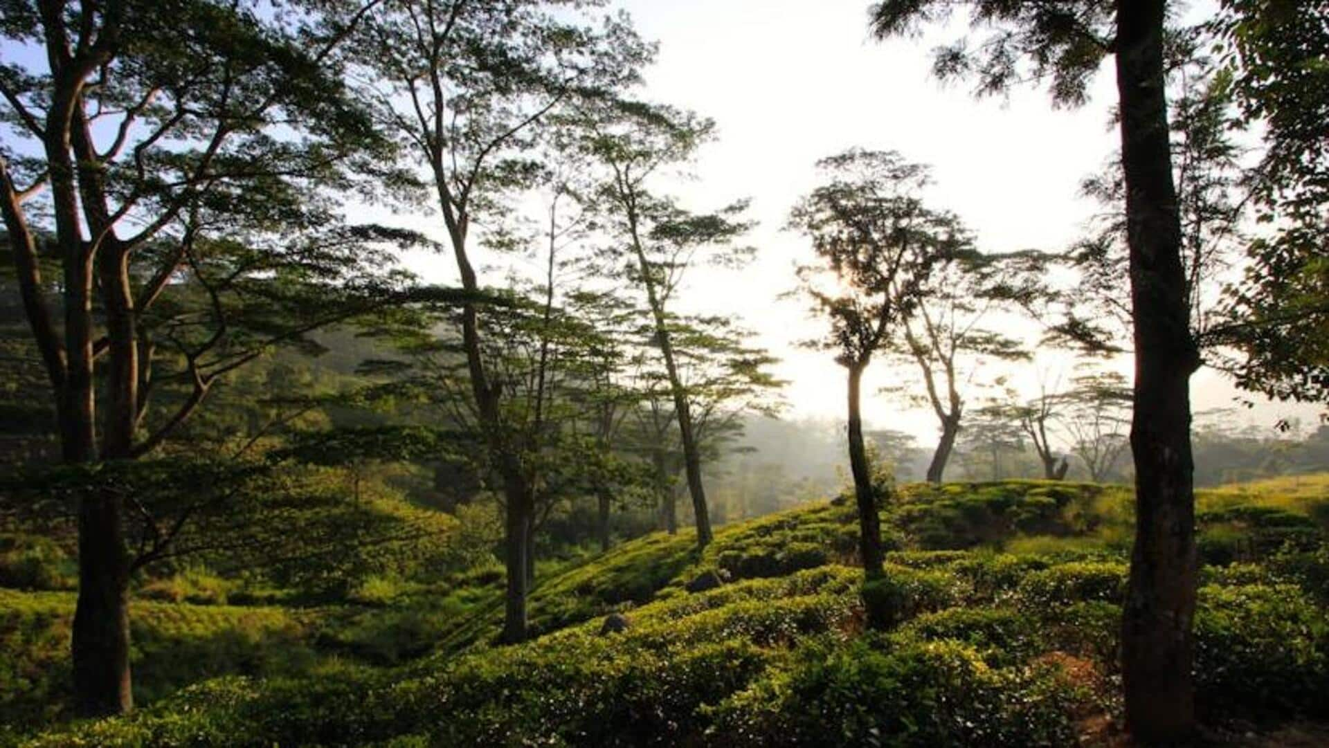 Discover Darjeeling's tea garden wonders