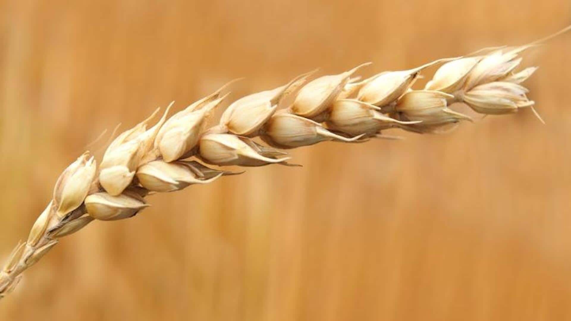 Whole wheat v/s spelt: Which is better for your digestion? Whole wheat v/s spelt: Which is better for your digestion?