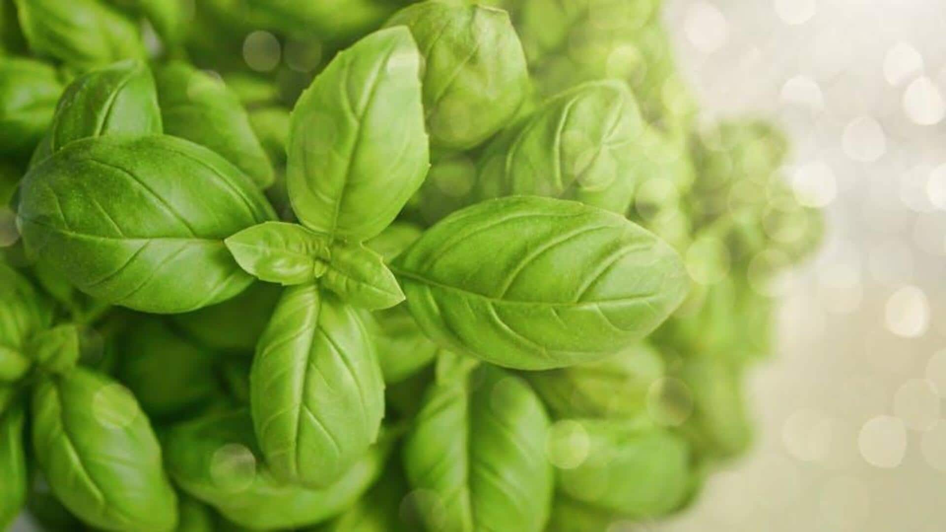 Cooking Italian food? You'll need these herbs Cooking Italian food? You'll need these herbs