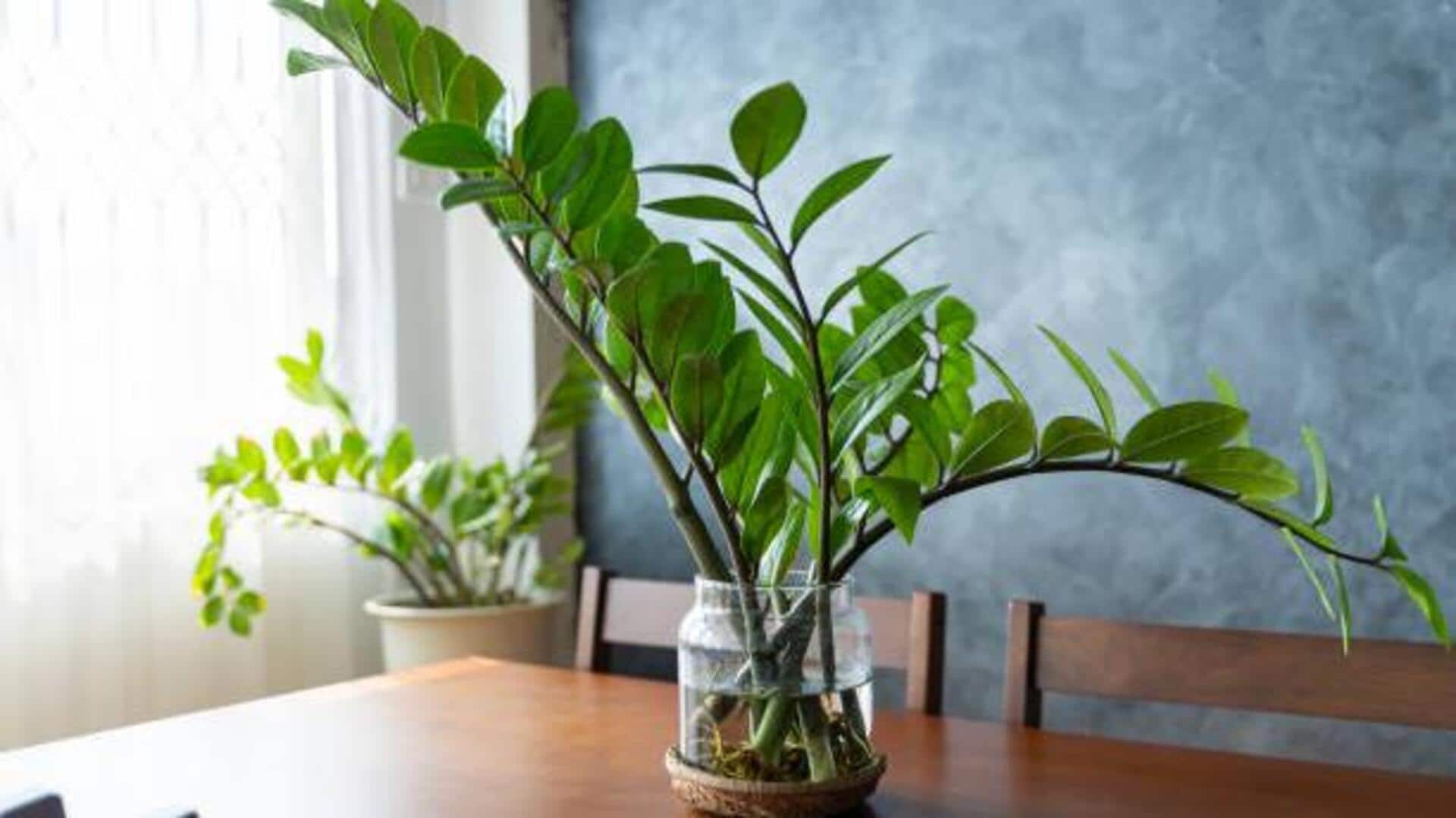 ZZ plant care: 5 tips for healthy growth ZZ plant care: 5 tips for healthy growth