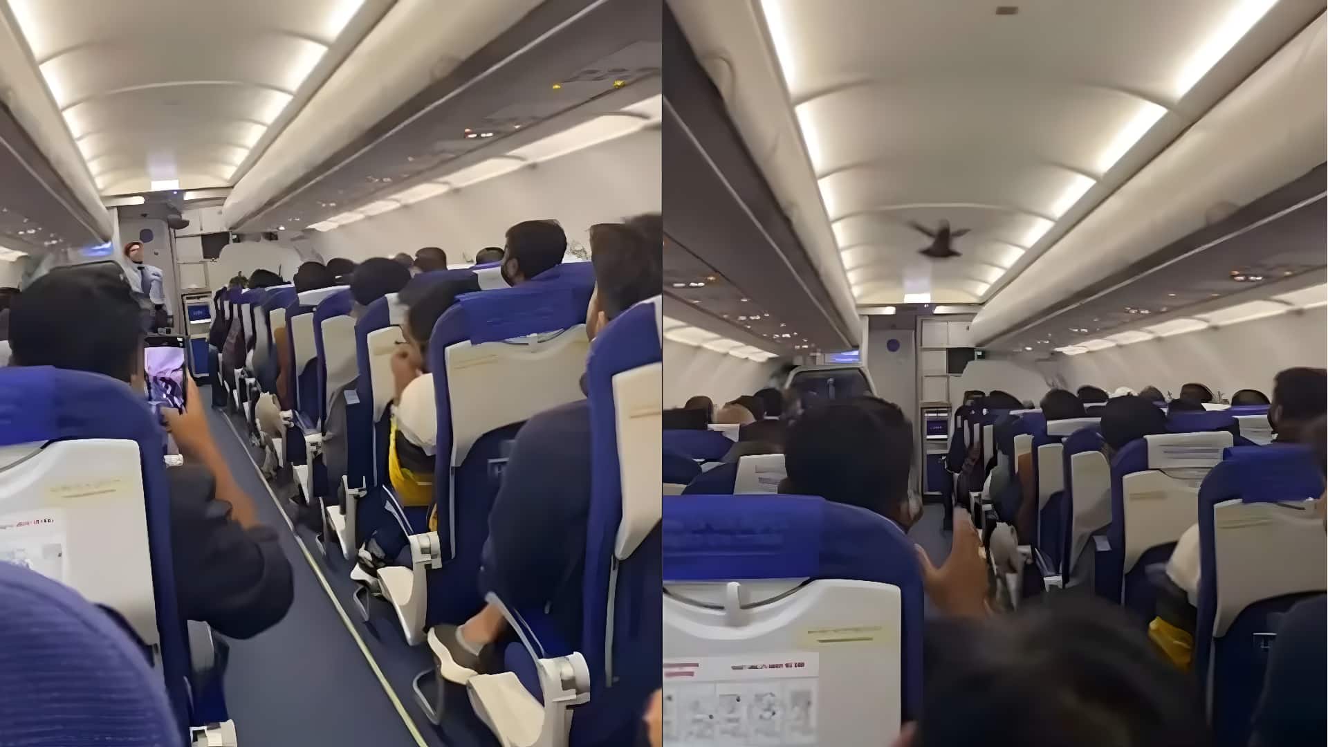 Amid IndiGo crisis, passengers record pigeon entering Bengaluru-Vadodara flight