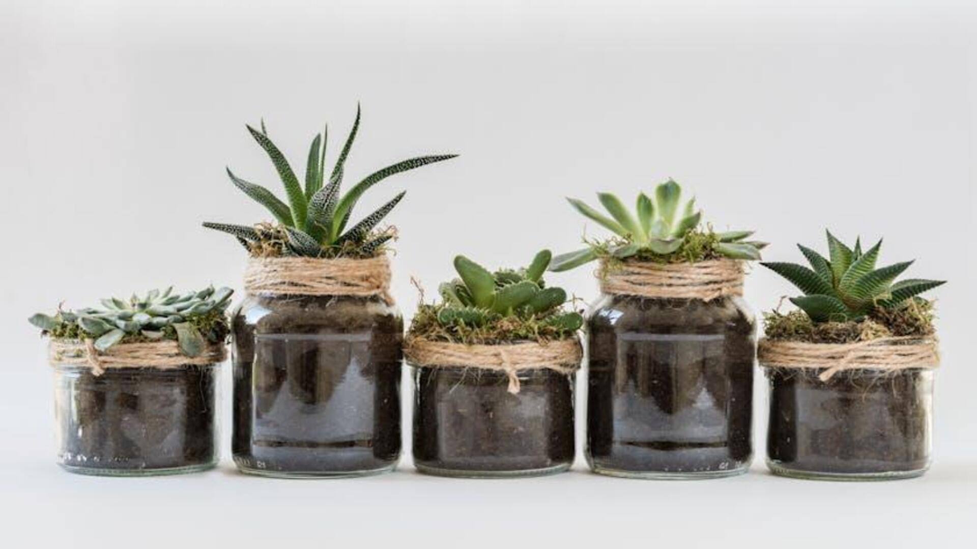 5 ways to grow succulents in unique containers 5 ways to grow succulents in unique containers