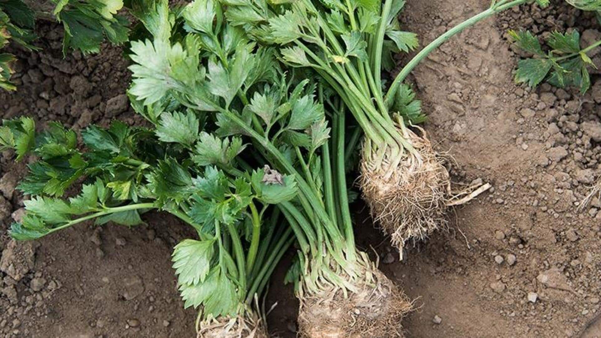Think beyond salads: Creative ways to use celery root Think beyond salads: Creative ways to use celery root