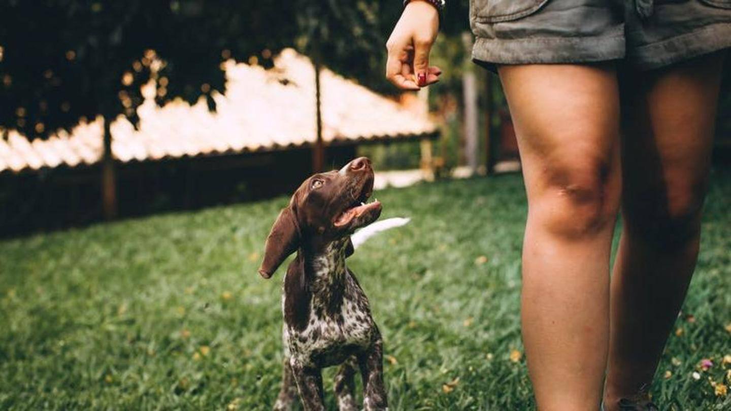 Take your pets for an early morning walk Take your pets for an early morning walk