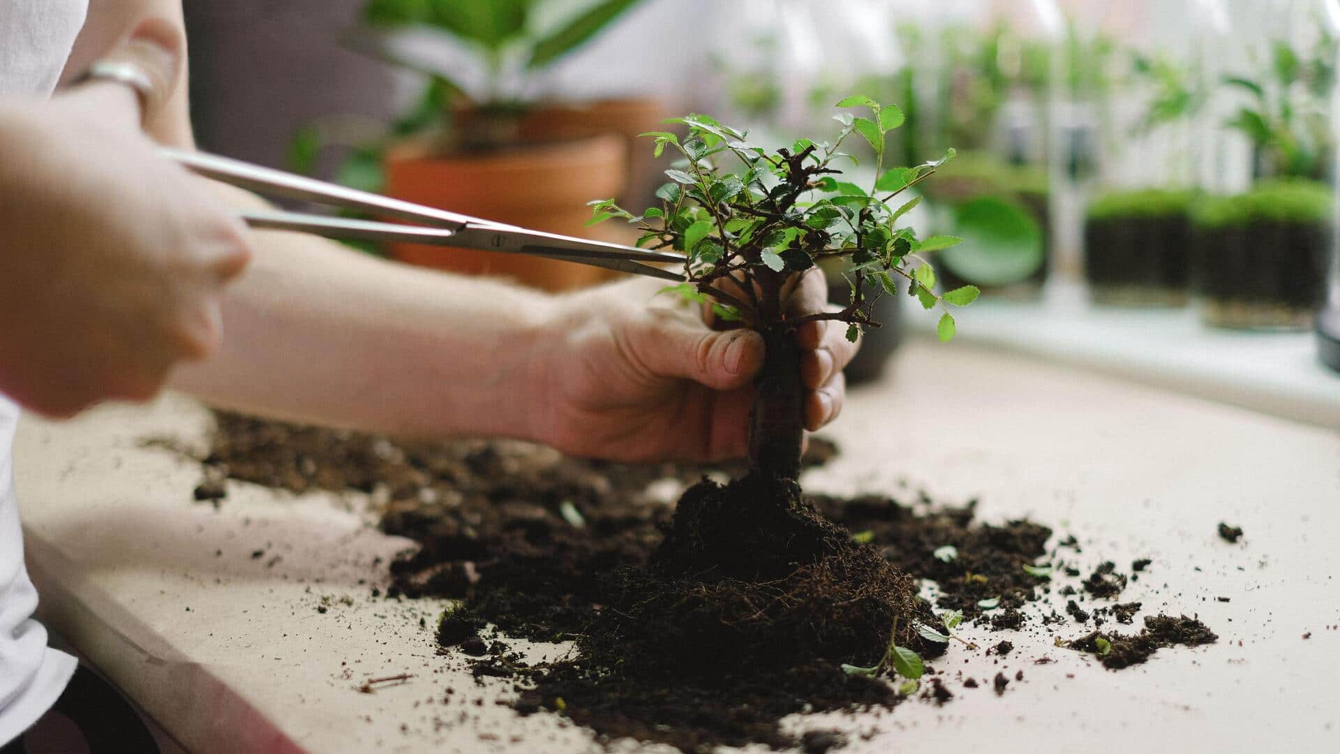 How to prune your bonsai tree