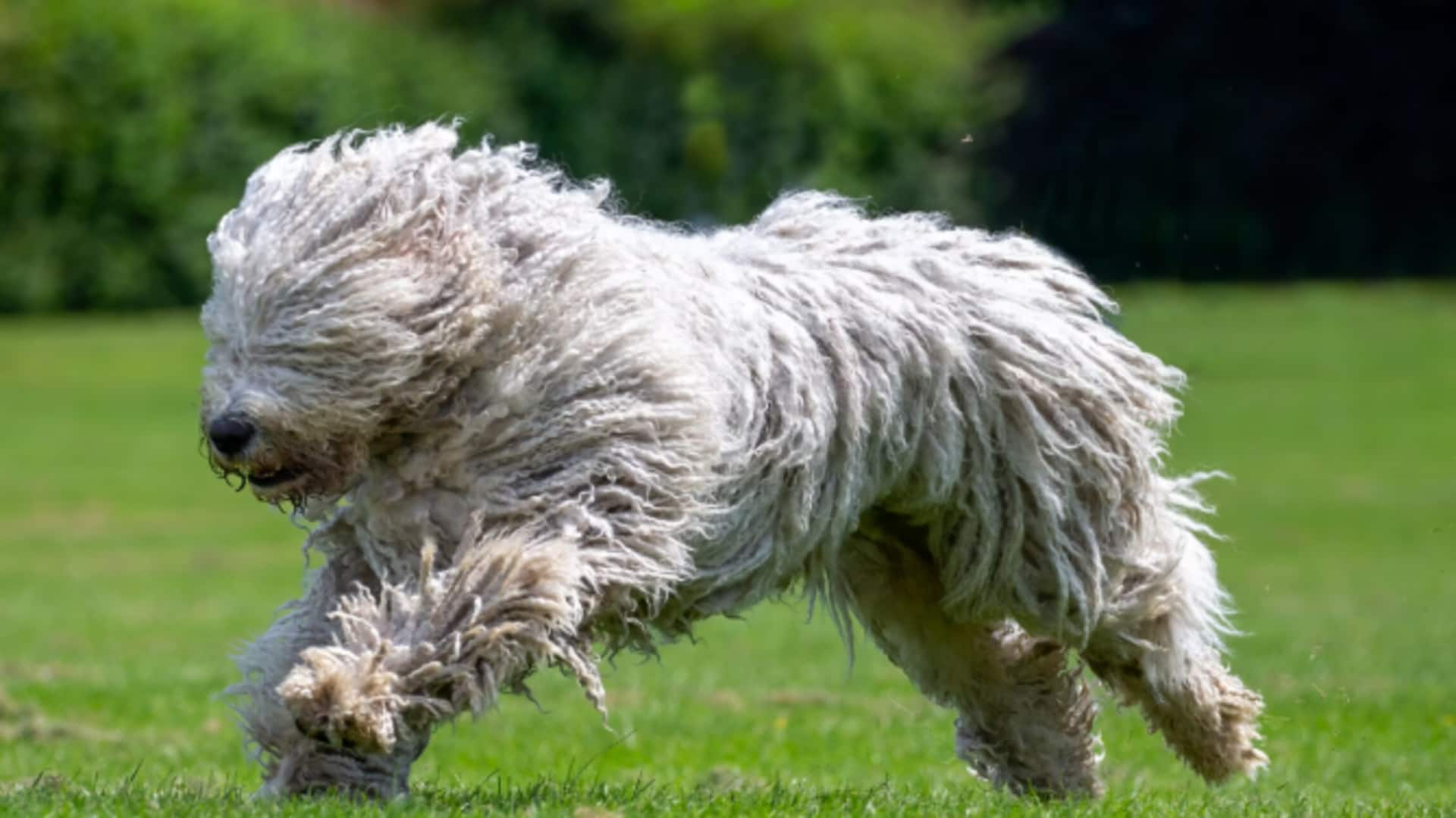 Maintaining the Komondor's coat: A guide