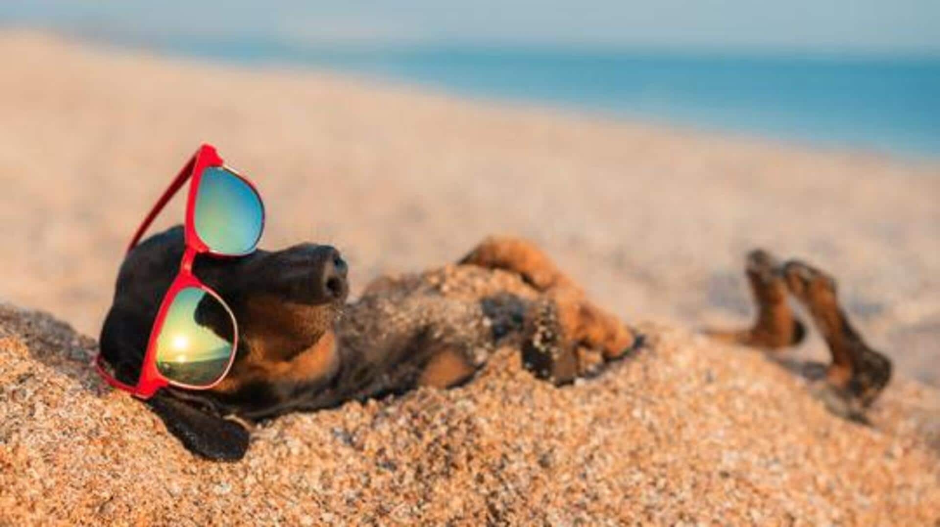 Top pet-friendly beaches worldwide Top pet-friendly beaches worldwide