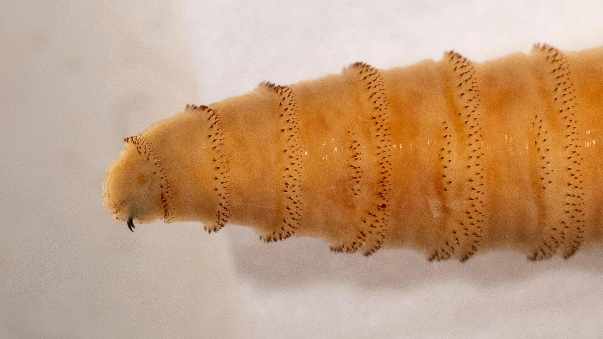 What is flesh-eating parasite infection found in US after 60yrs? What is flesh-eating parasite infection found in US after 60yrs?