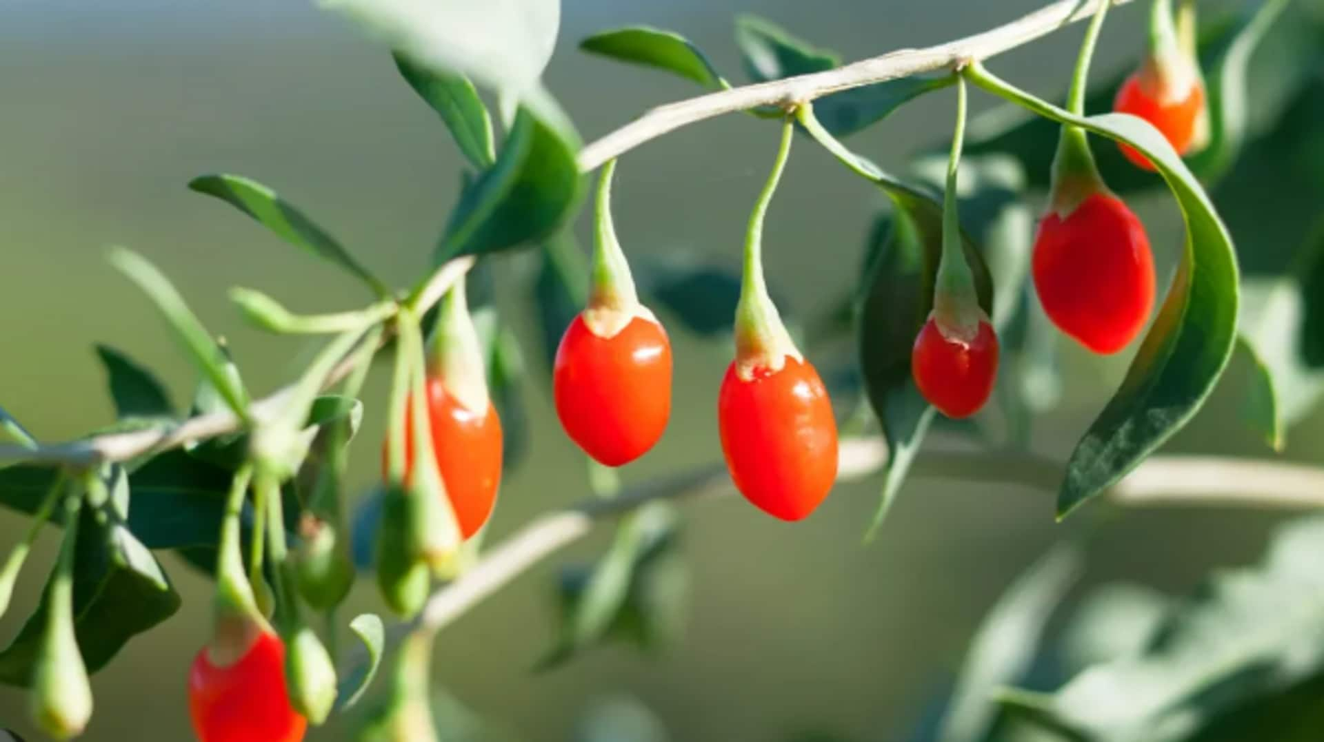 The delicate power of goji berries: An antioxidant adventure