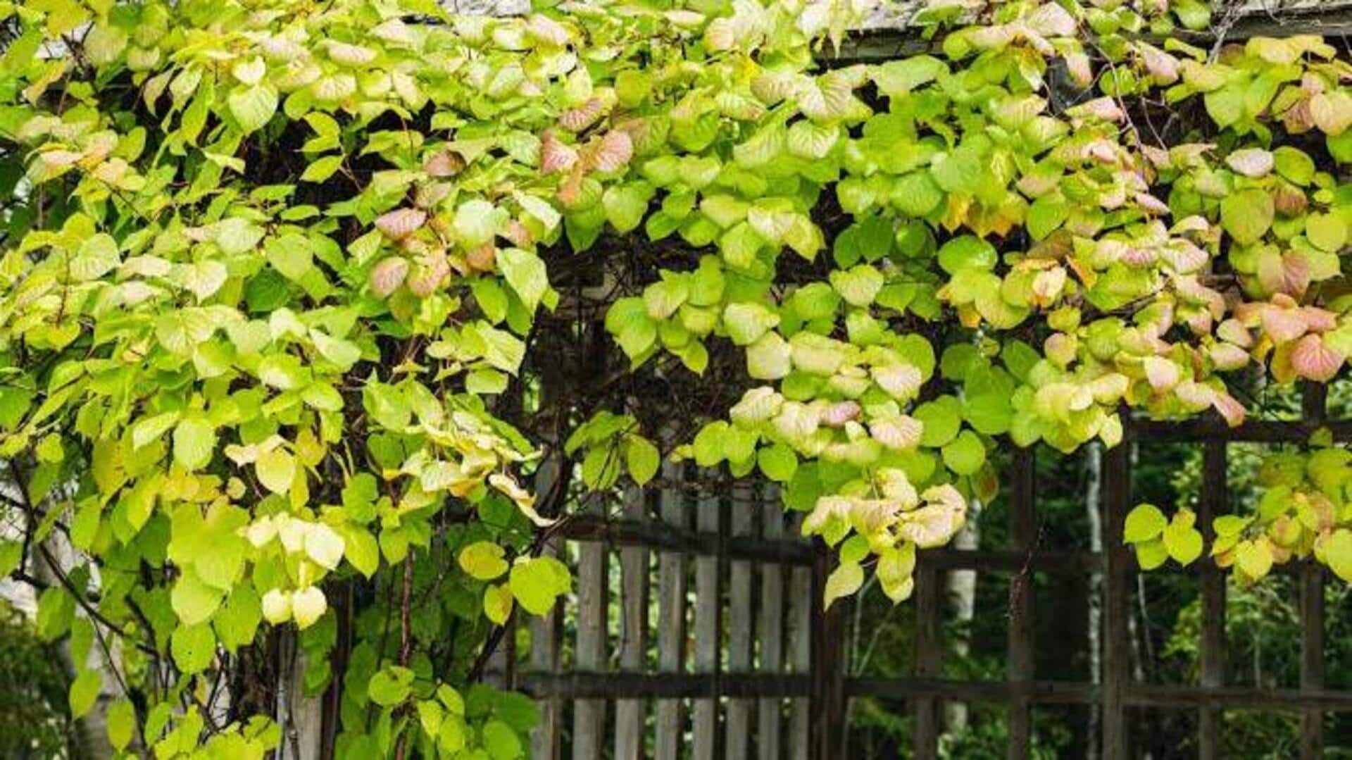 How to grow kiwi vines indoors