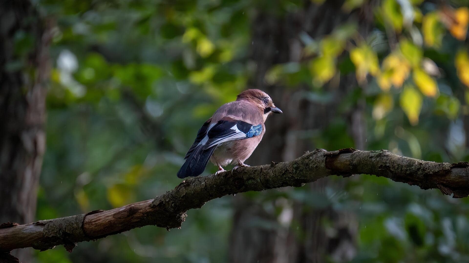 5 surprising benefits of birdwatching