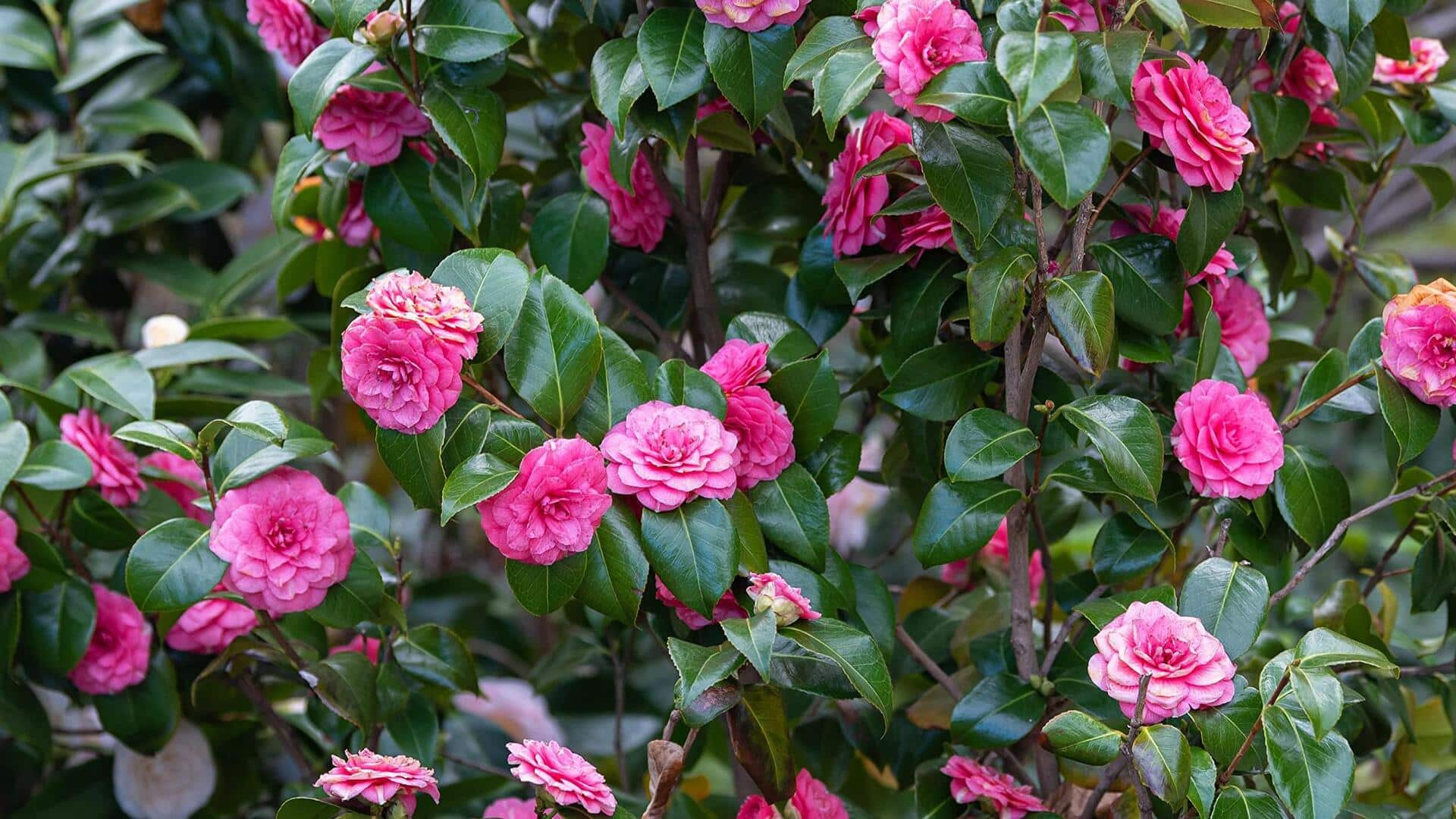 Growing camellias at home: It's easier than you think!