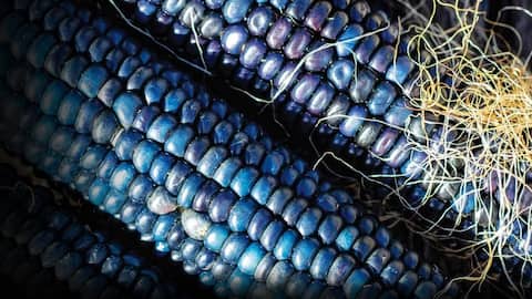 Reasons why you should add blue corn to your diet
