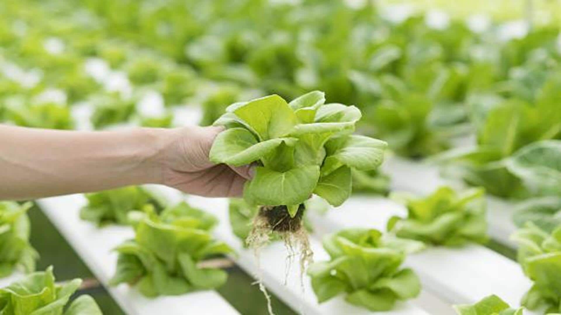 Exploring aquaponics: A sustainable journey