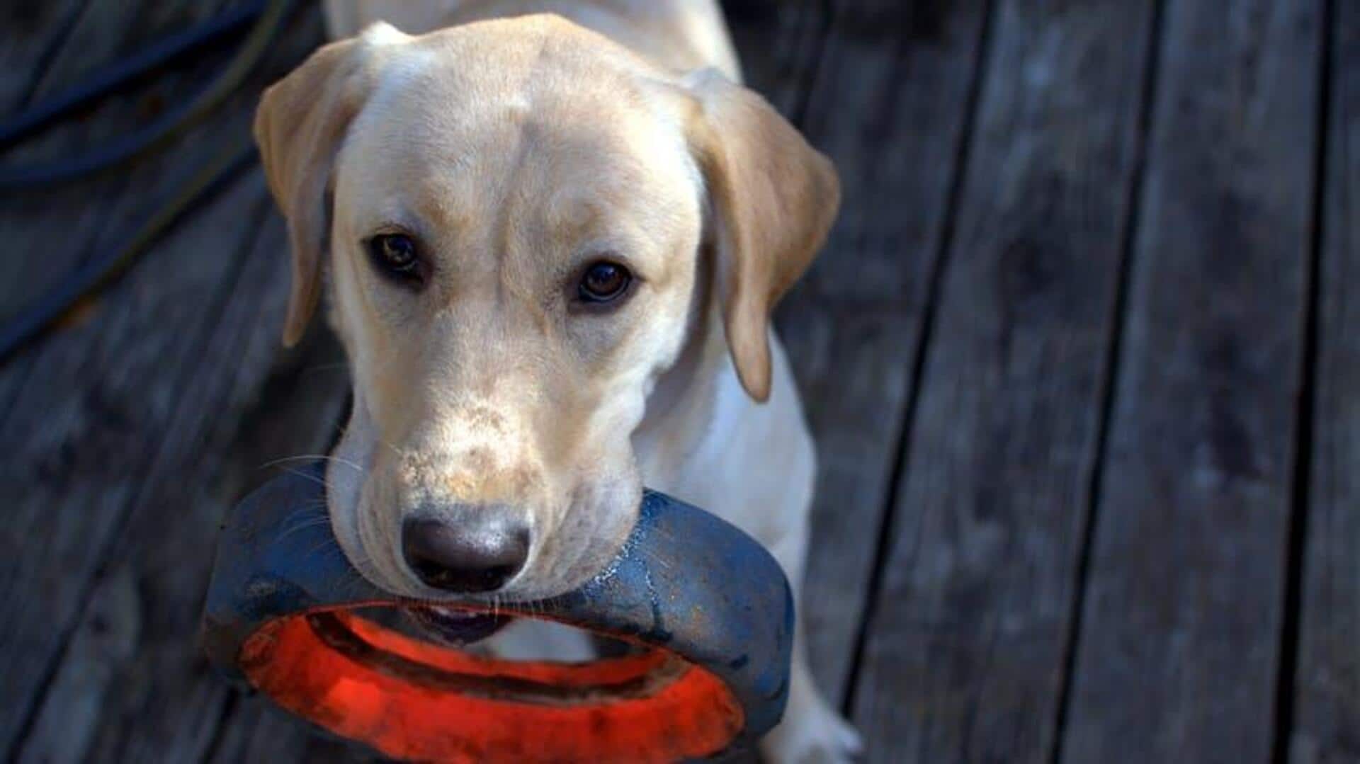 Make eco-friendly dog toys at home: Here's how