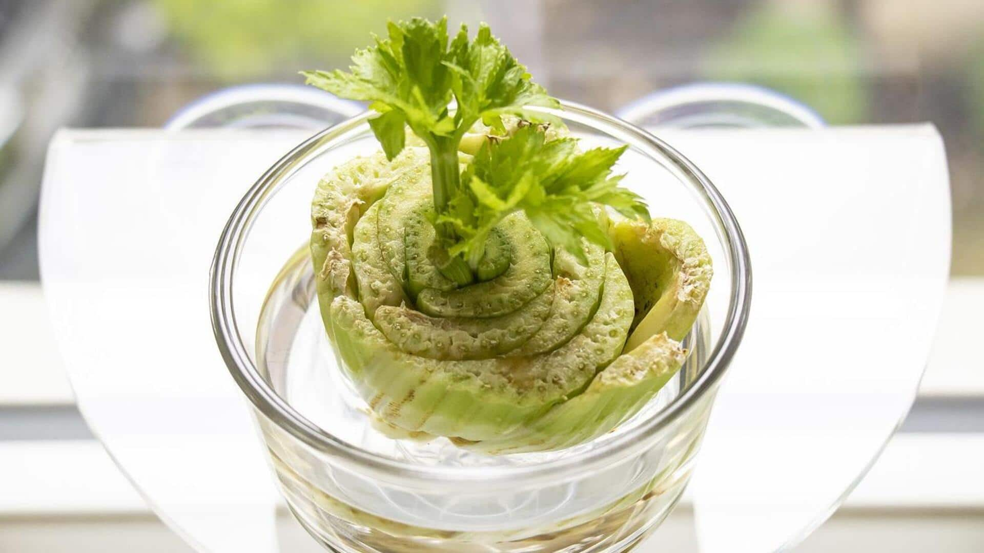 A guide to growing celery in water-filled bowls