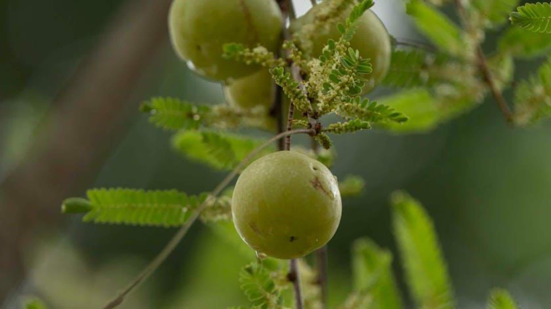 Amazing amla recipes you need to try 