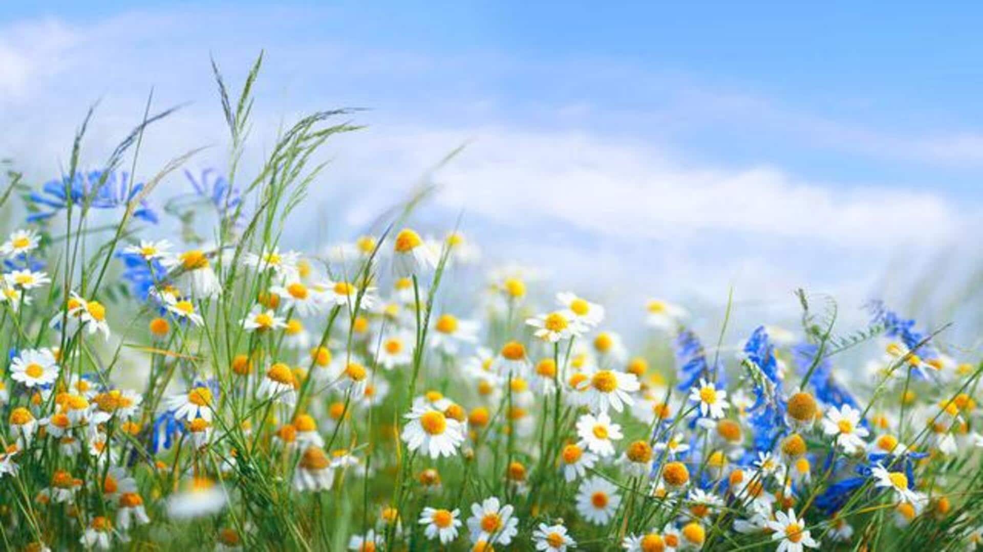 Most scenic wildflower meadows in Germany: A list