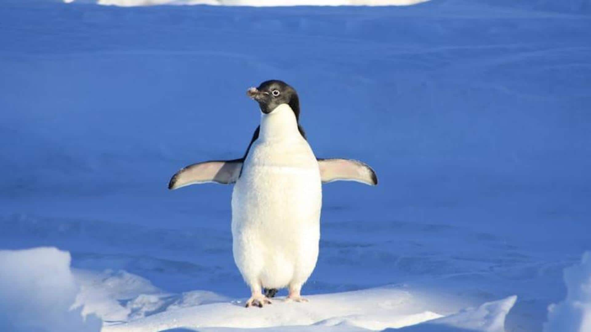 Antarctic expedition cruise: Encounter penguins in their natural habitat