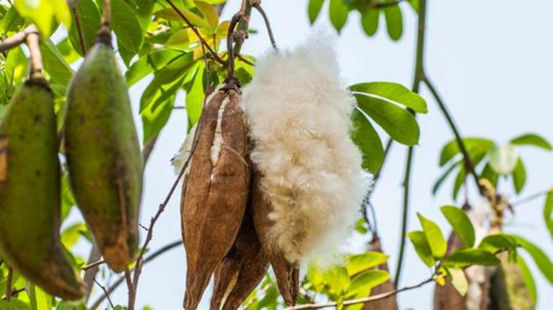 Kapok: A superfood you need to try