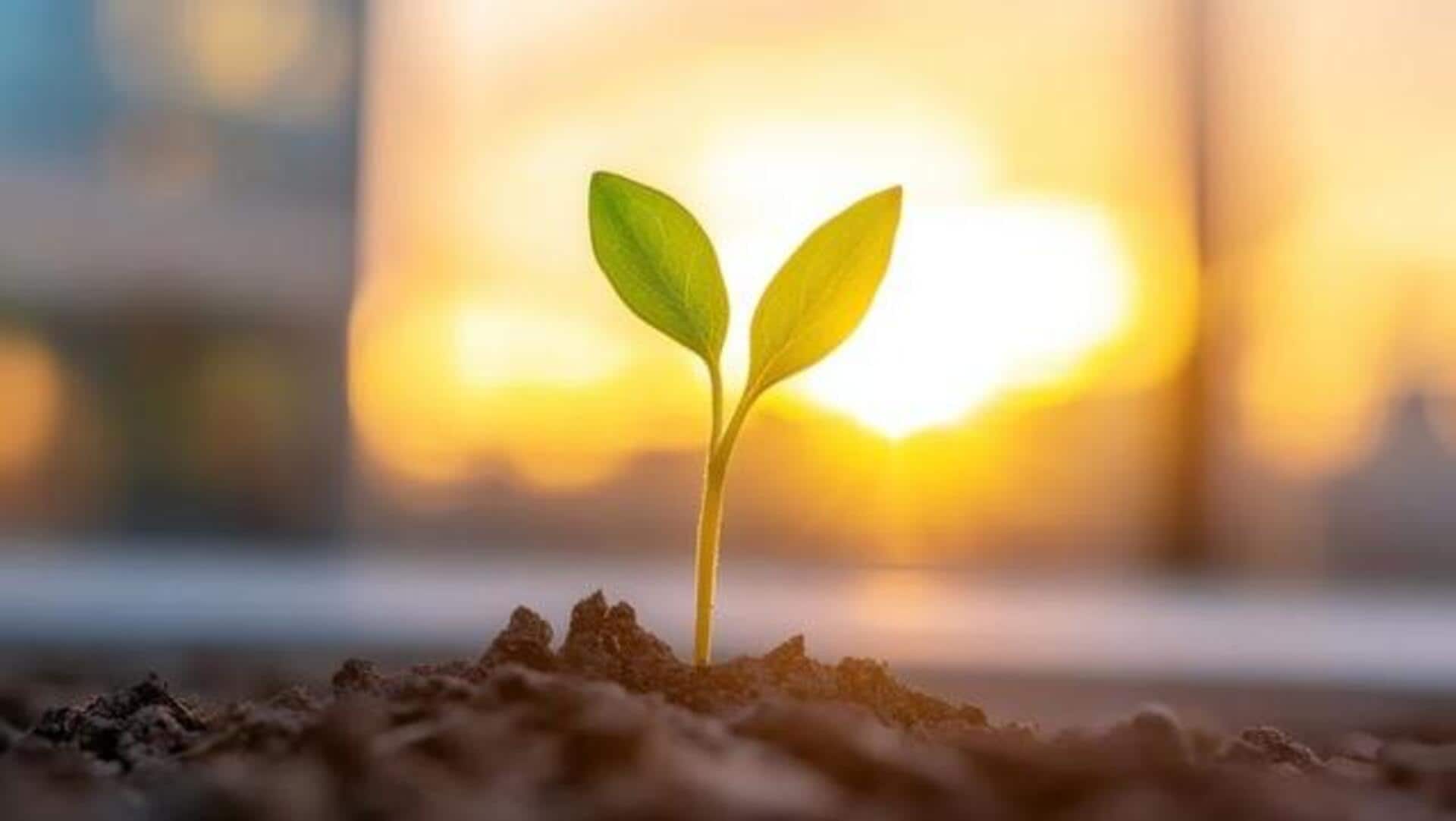 Gardening 101: How to fix sunburned leaves