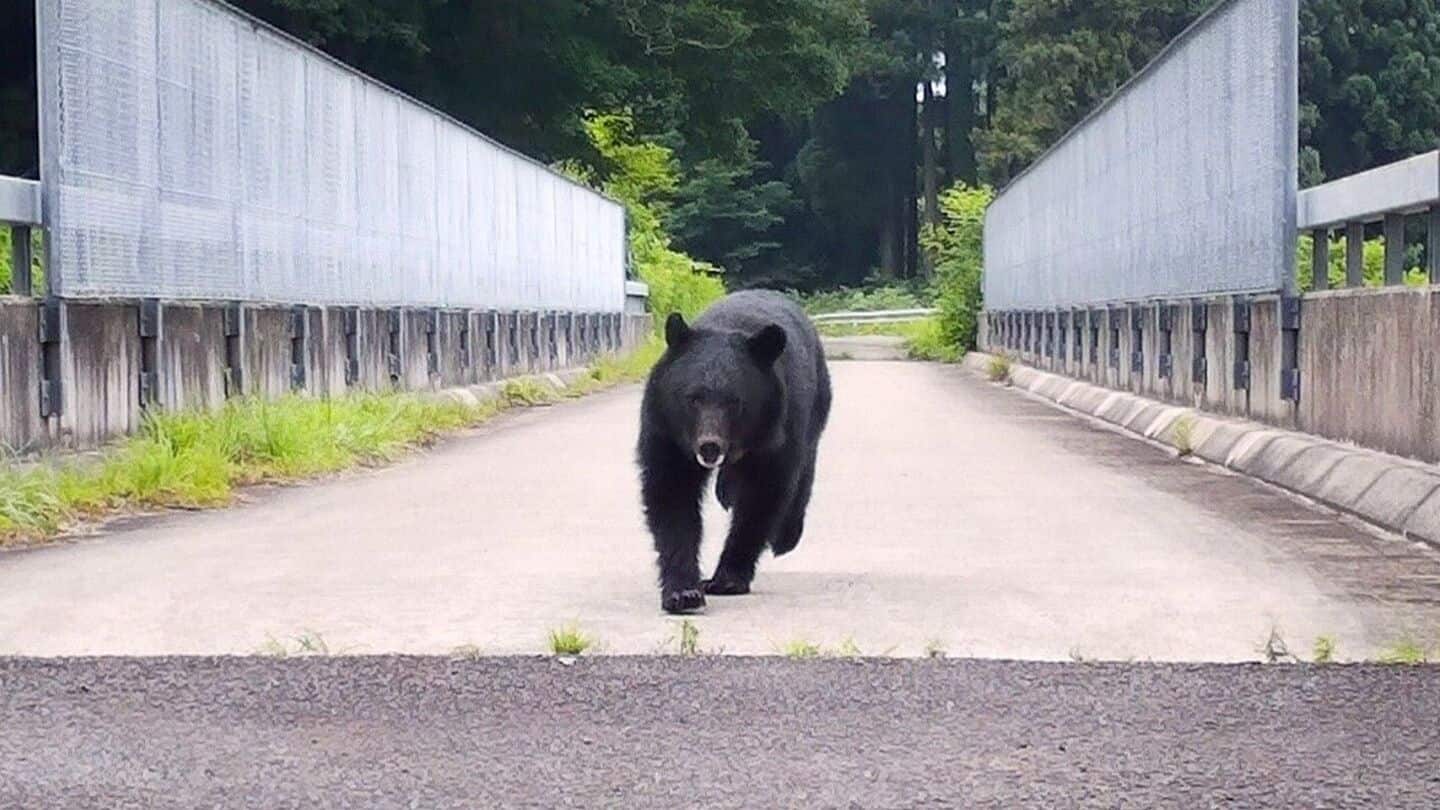 Japan: As bear attacks surge, AI videos spark more fear 
