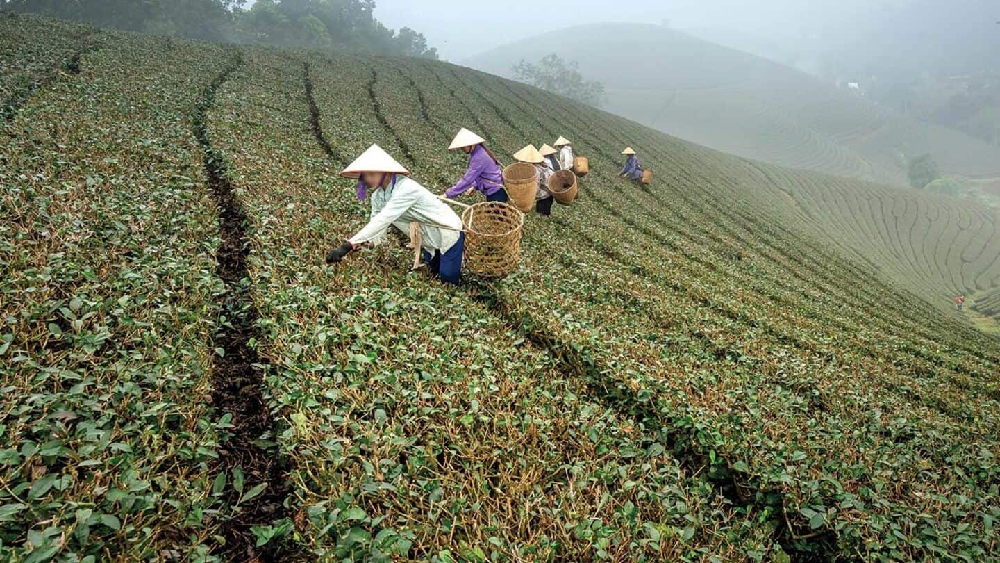India's tea output falls 9% in June on adverse weather India's tea output falls 9% in June on adverse weather