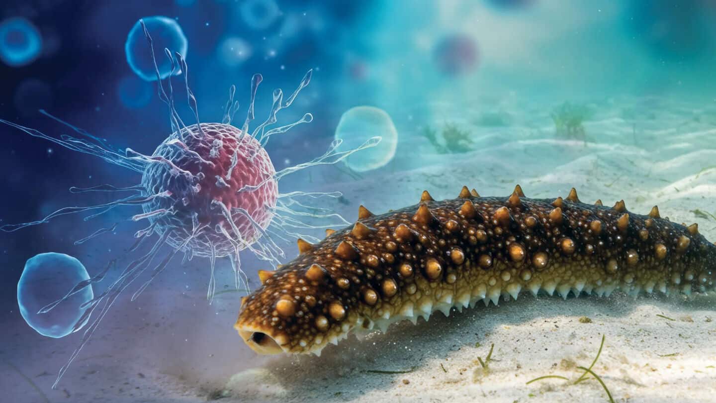 Sea cucumbers may stop cancer from spreading in your body Sea cucumbers may stop cancer from spreading in your body