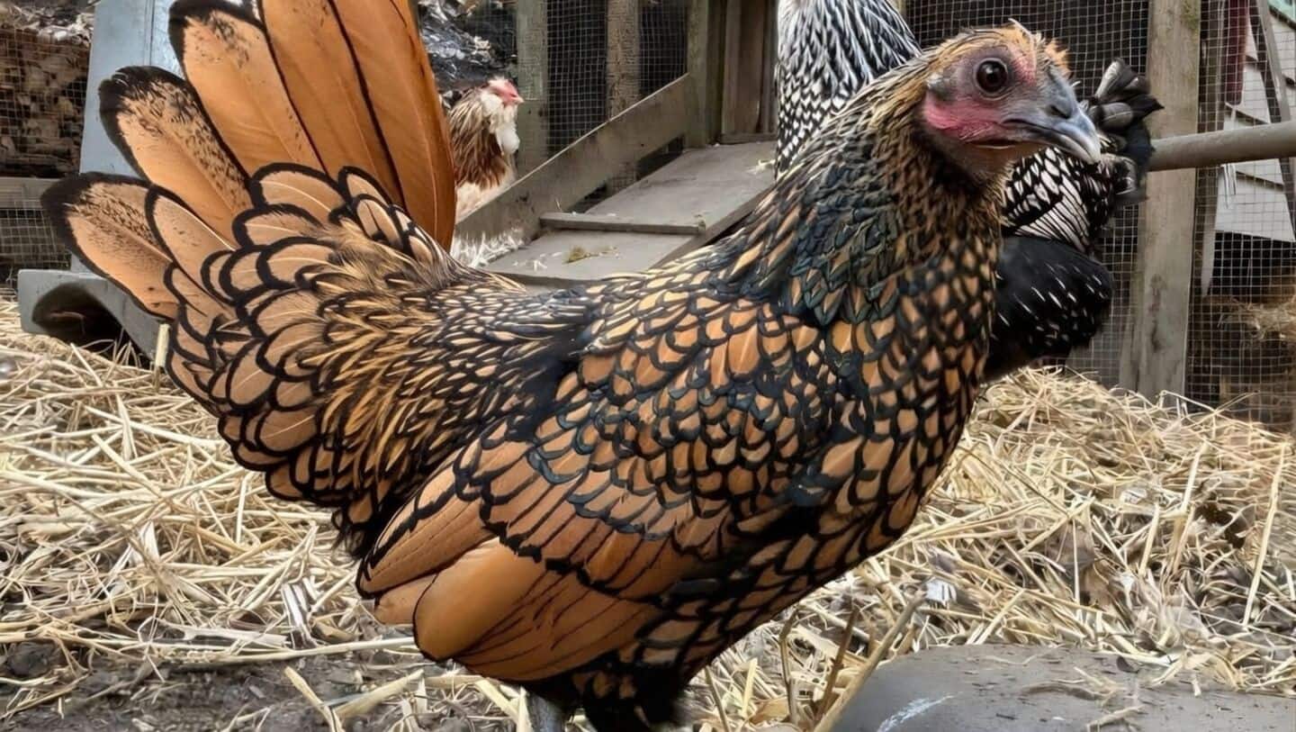 Meet Gertie: Oldest-living chicken that could help understand animal aging