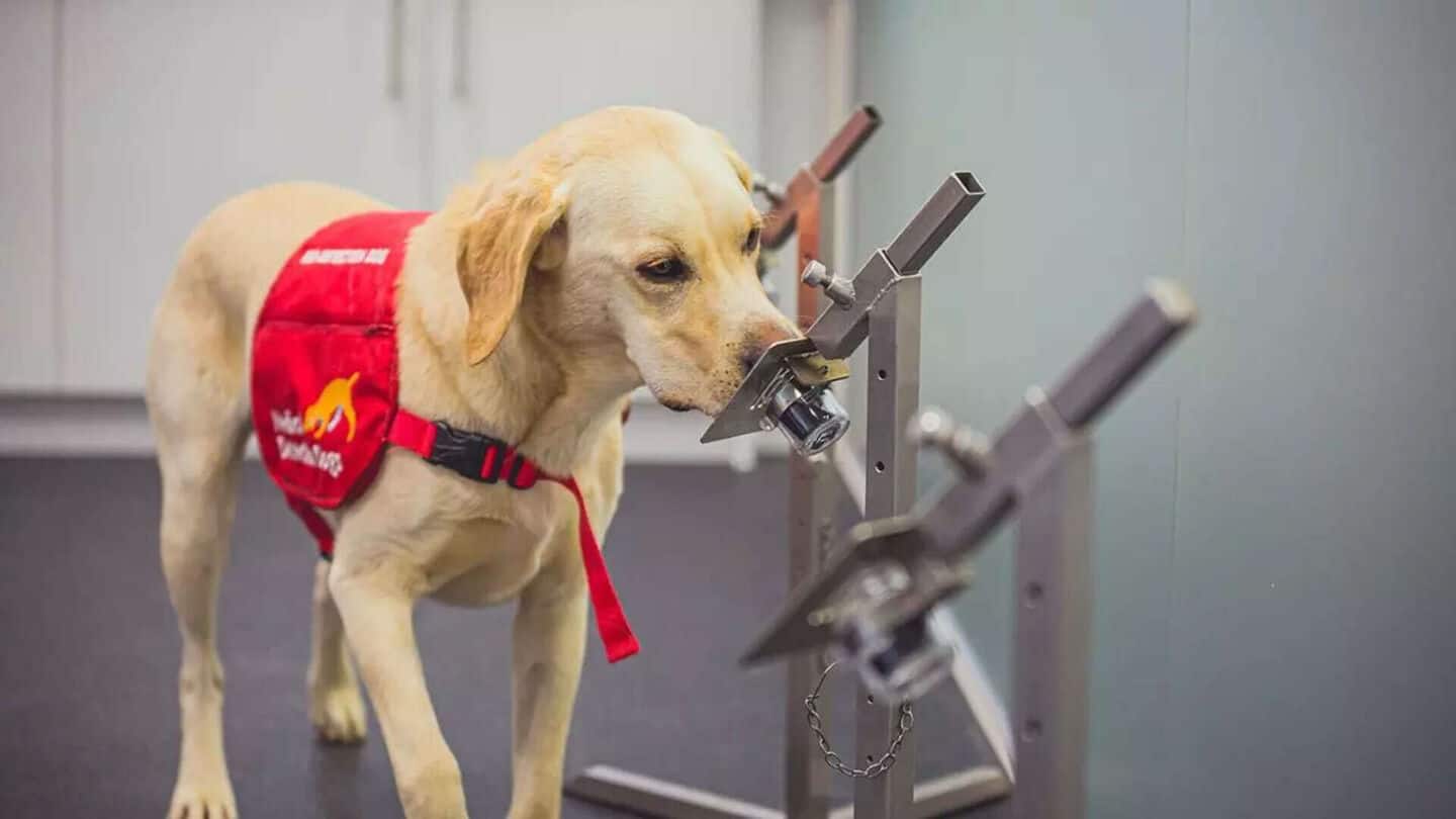 Trained dogs can detect Parkinson's with high accuracy