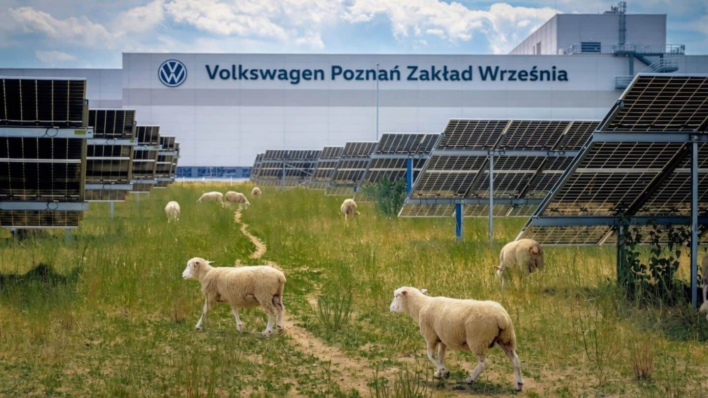 Why Volkswagen brought 100 sheep to its solar-powered factory 
