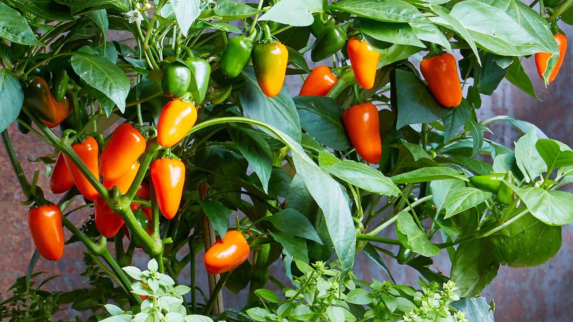 5 simple hacks for growing healthy, colorful sweet peppers