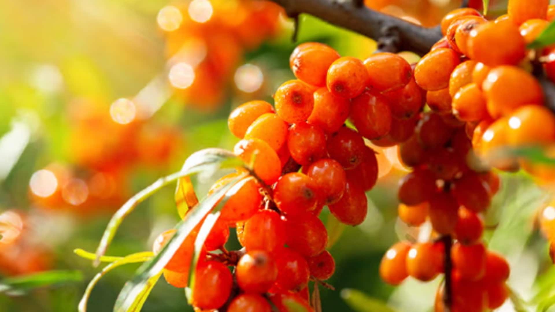 How to grow sea buckthorn at home How to grow sea buckthorn at home
