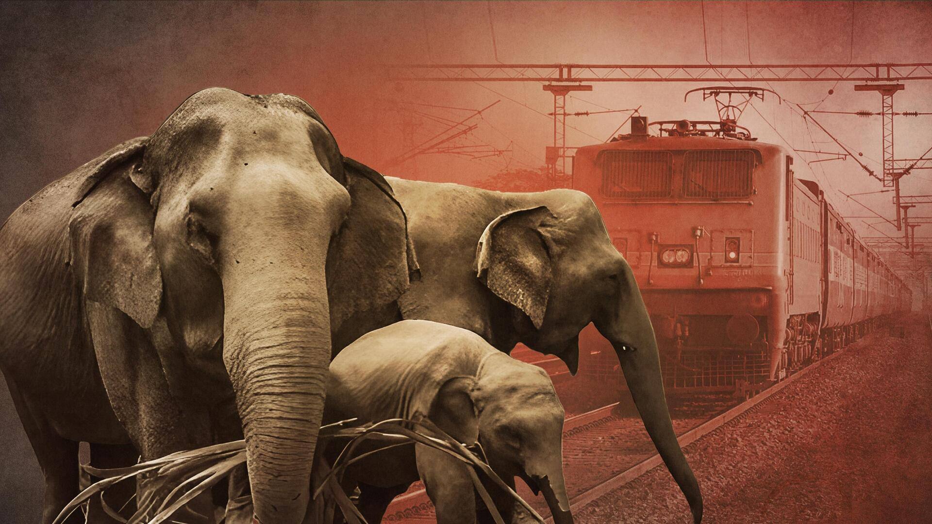 West Bengal: 3 elephants killed after being hit by train